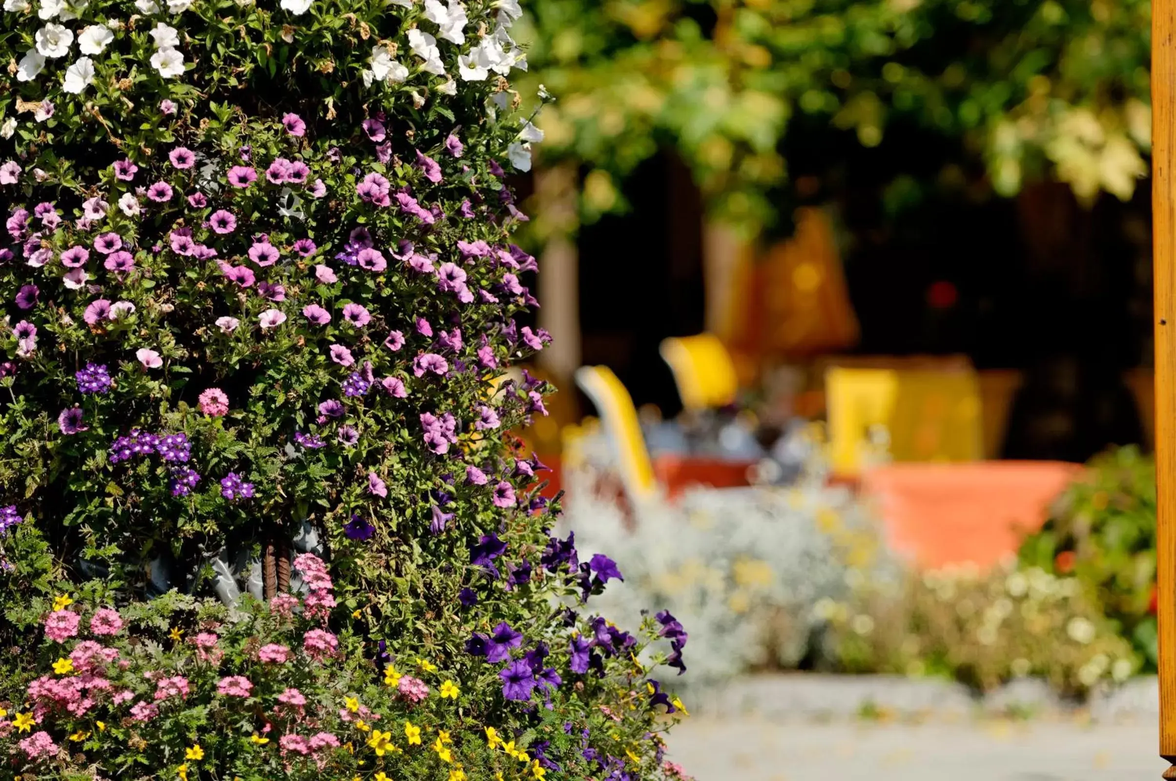 Garden in Hotel Beausite