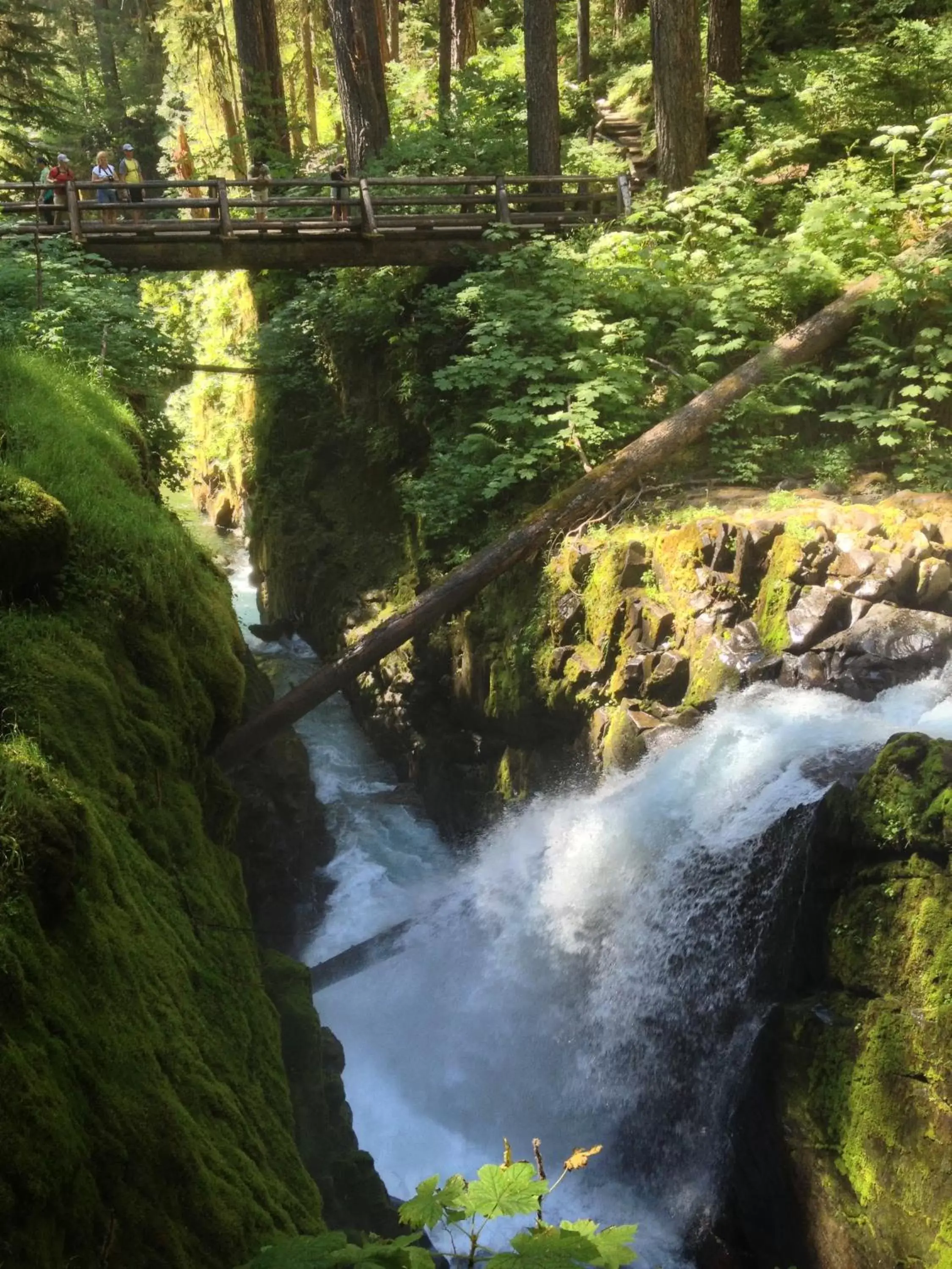 Area and facilities, Natural Landscape in Super 8 by Wyndham Port Angeles at Olympic National Park