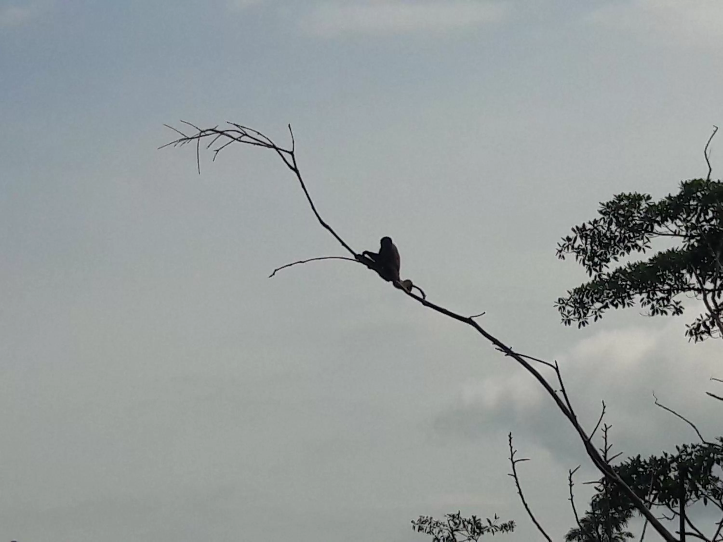 Activities in Hotel Marques Amazonico