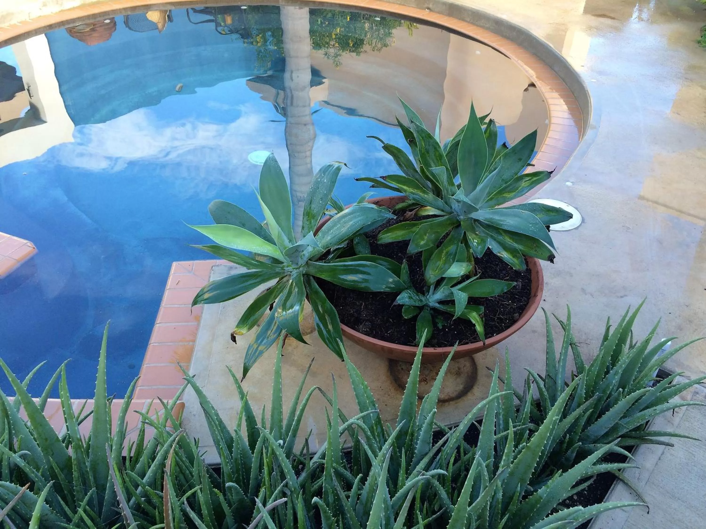 Swimming pool in 4 Casitas