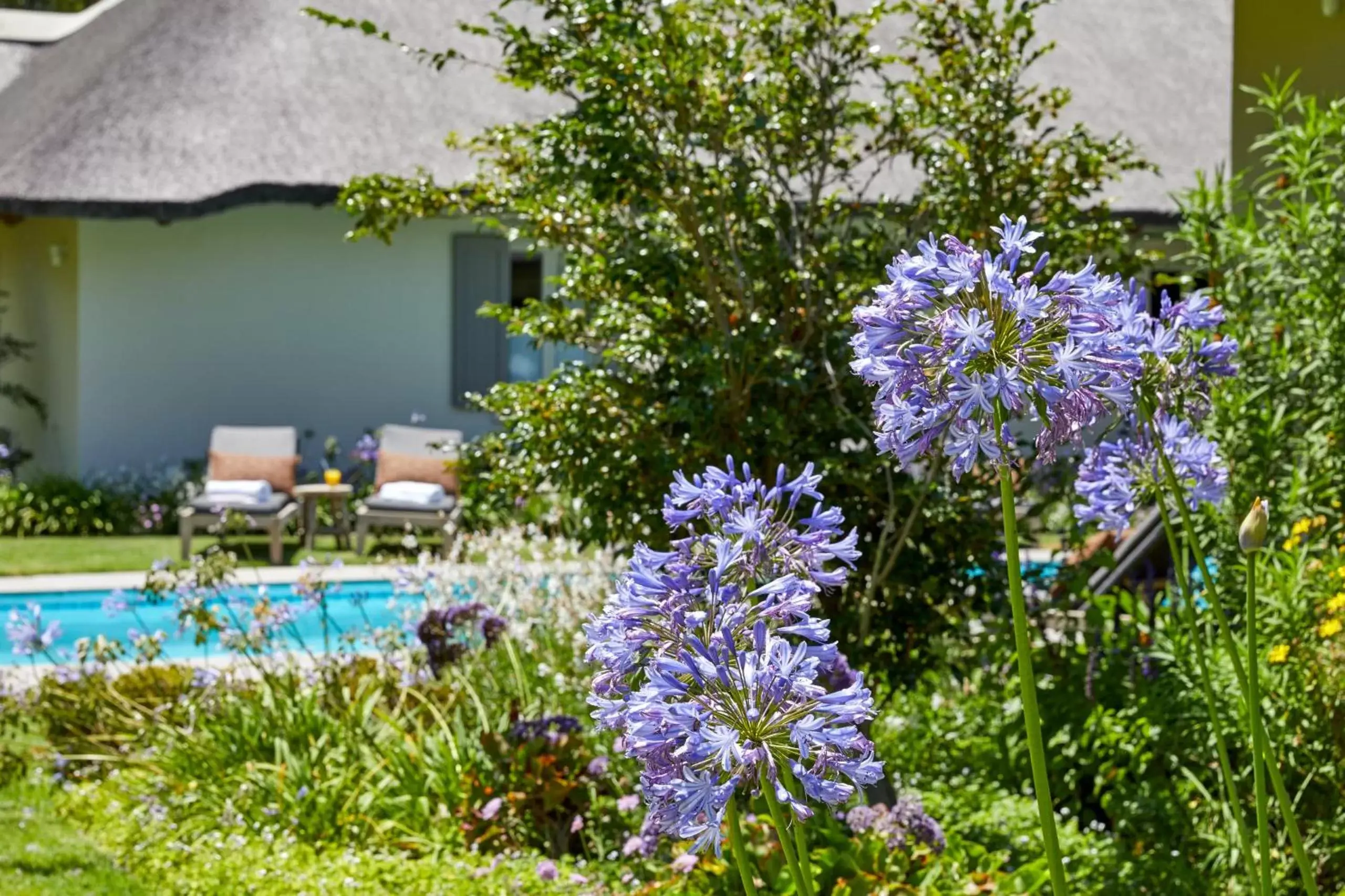 Garden, Swimming Pool in The Thatch House Hermanus