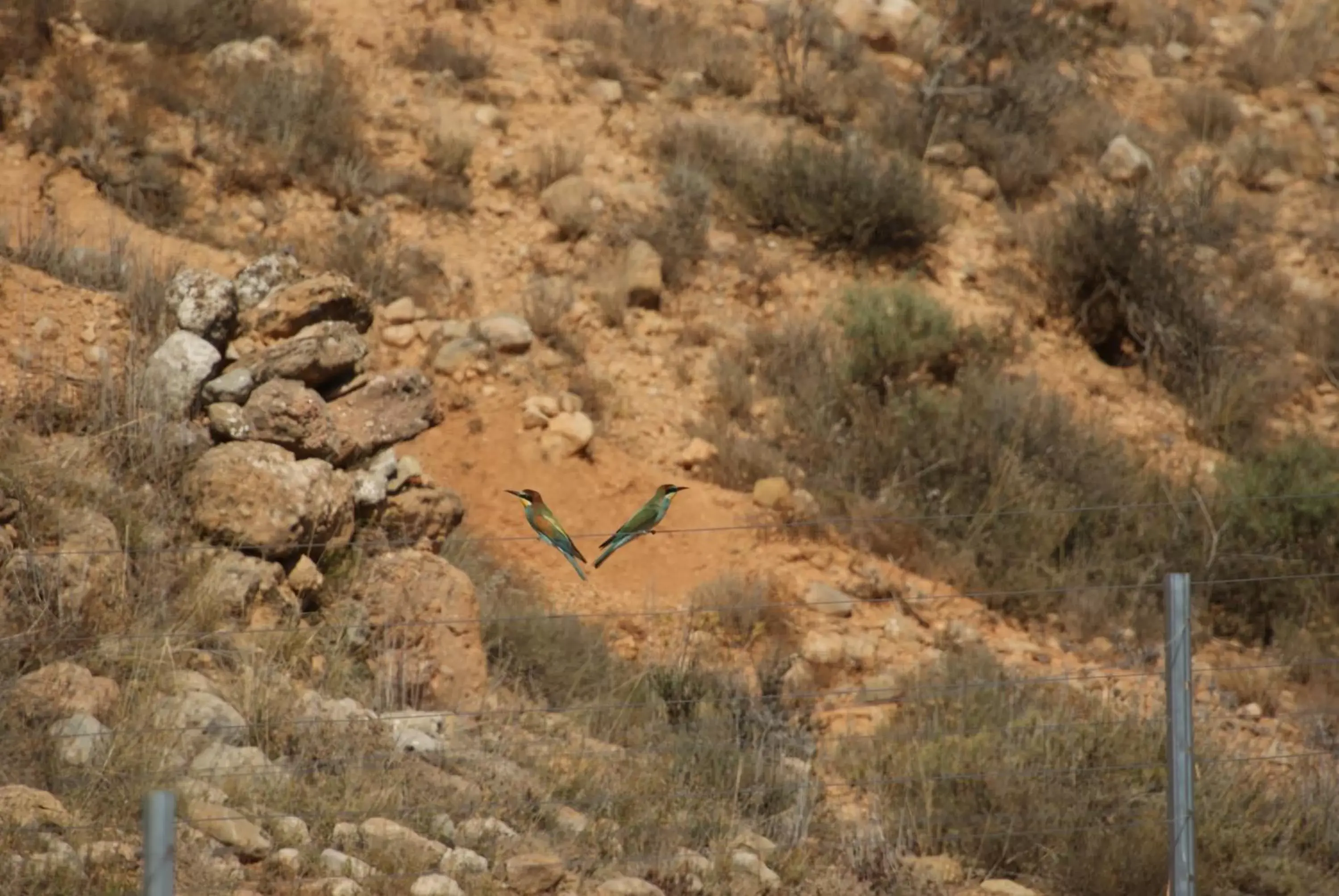 Activities, Other Animals in Finca El Romeral