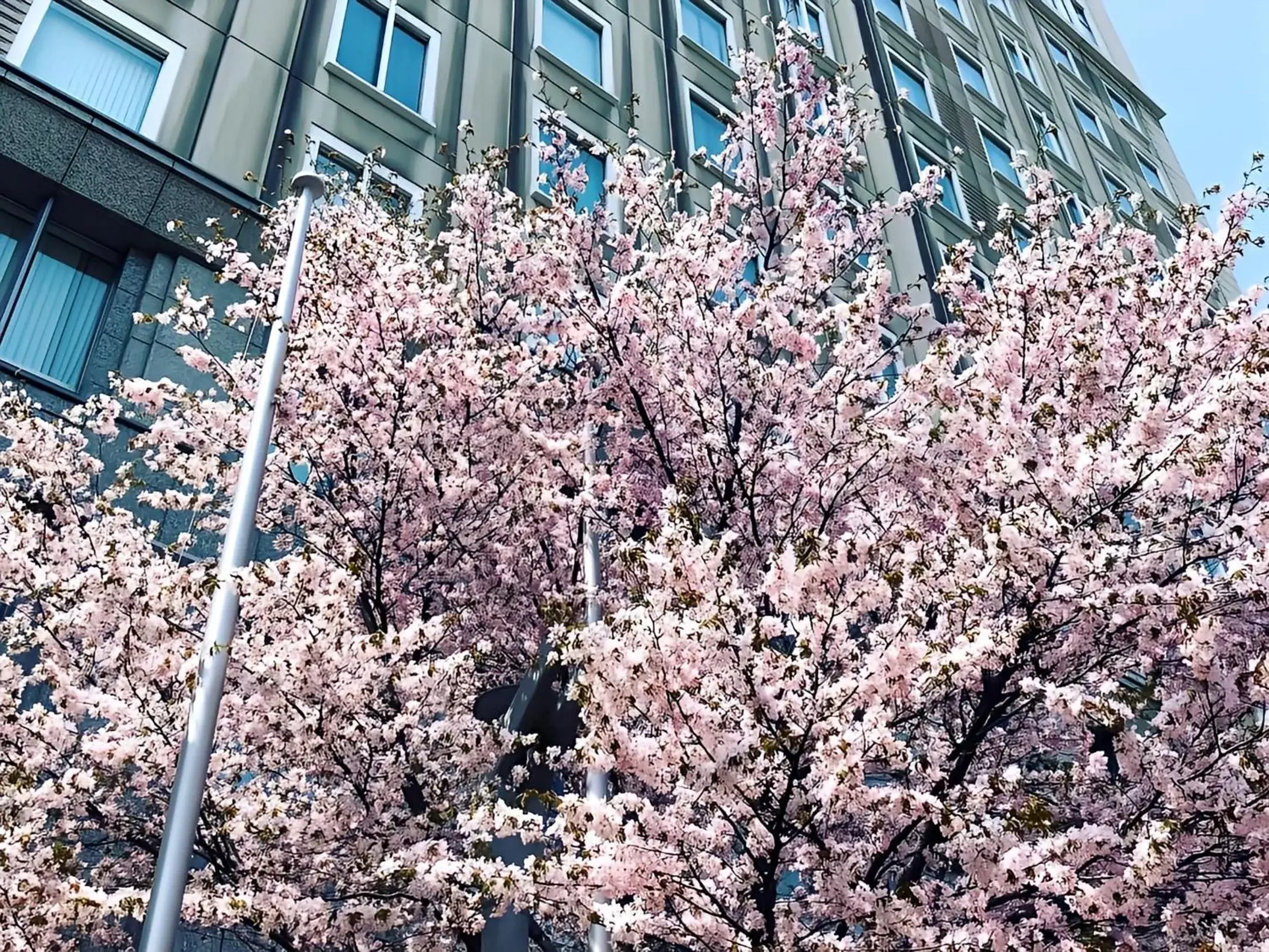 Spring in Hotel Monterey Edelhof Sapporo