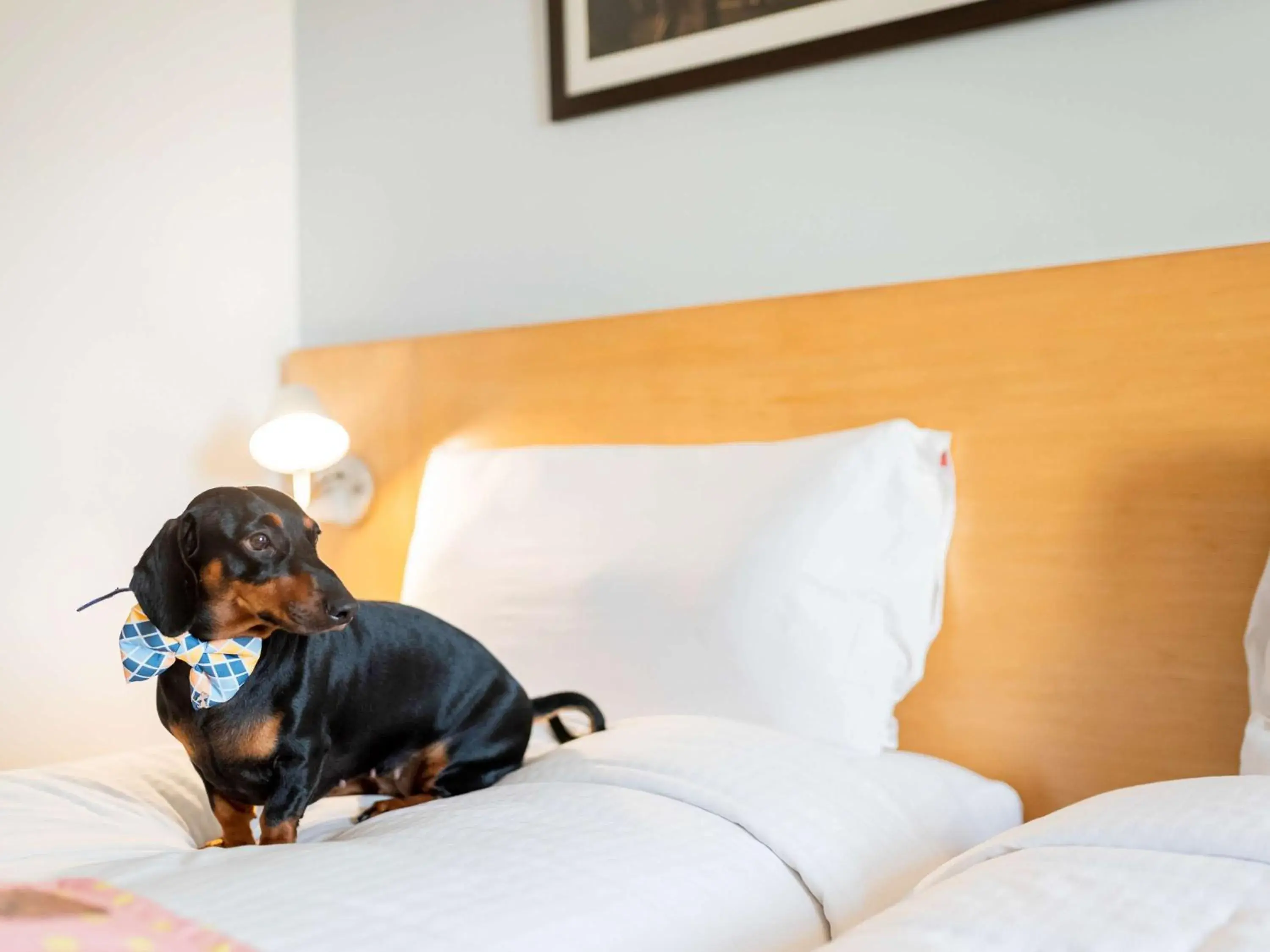 Photo of the whole room, Pets in ibis Chennai City Centre- An AccorHotels Brand