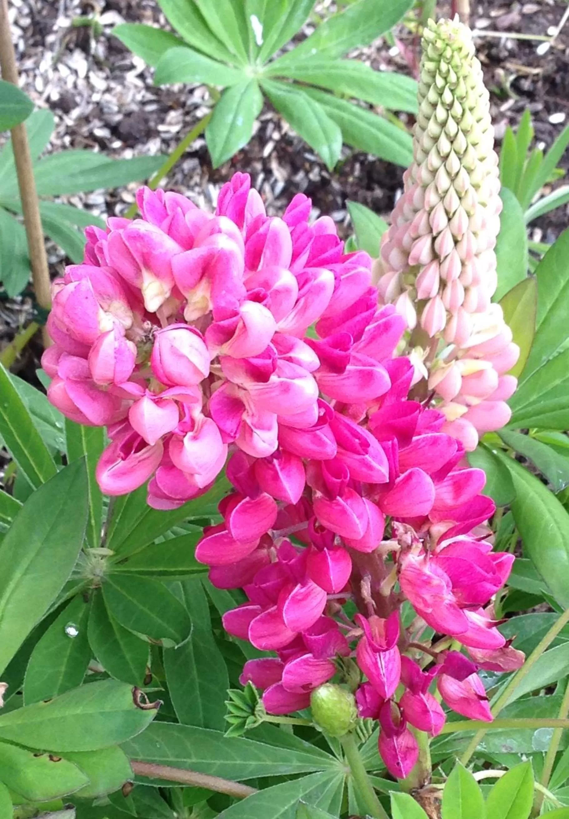 Garden in La Romance et la Romanesque