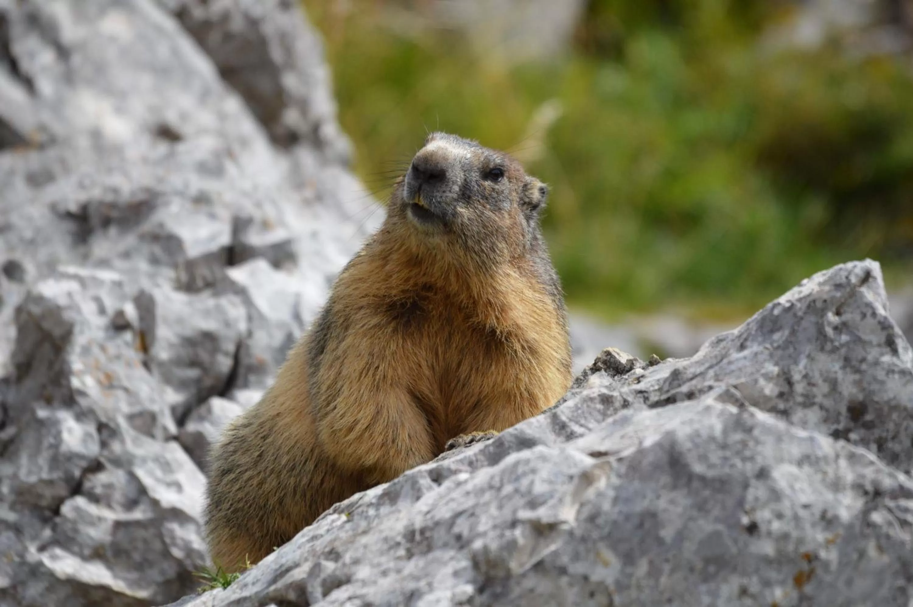 Other, Other Animals in L'Estapade des Tourelons