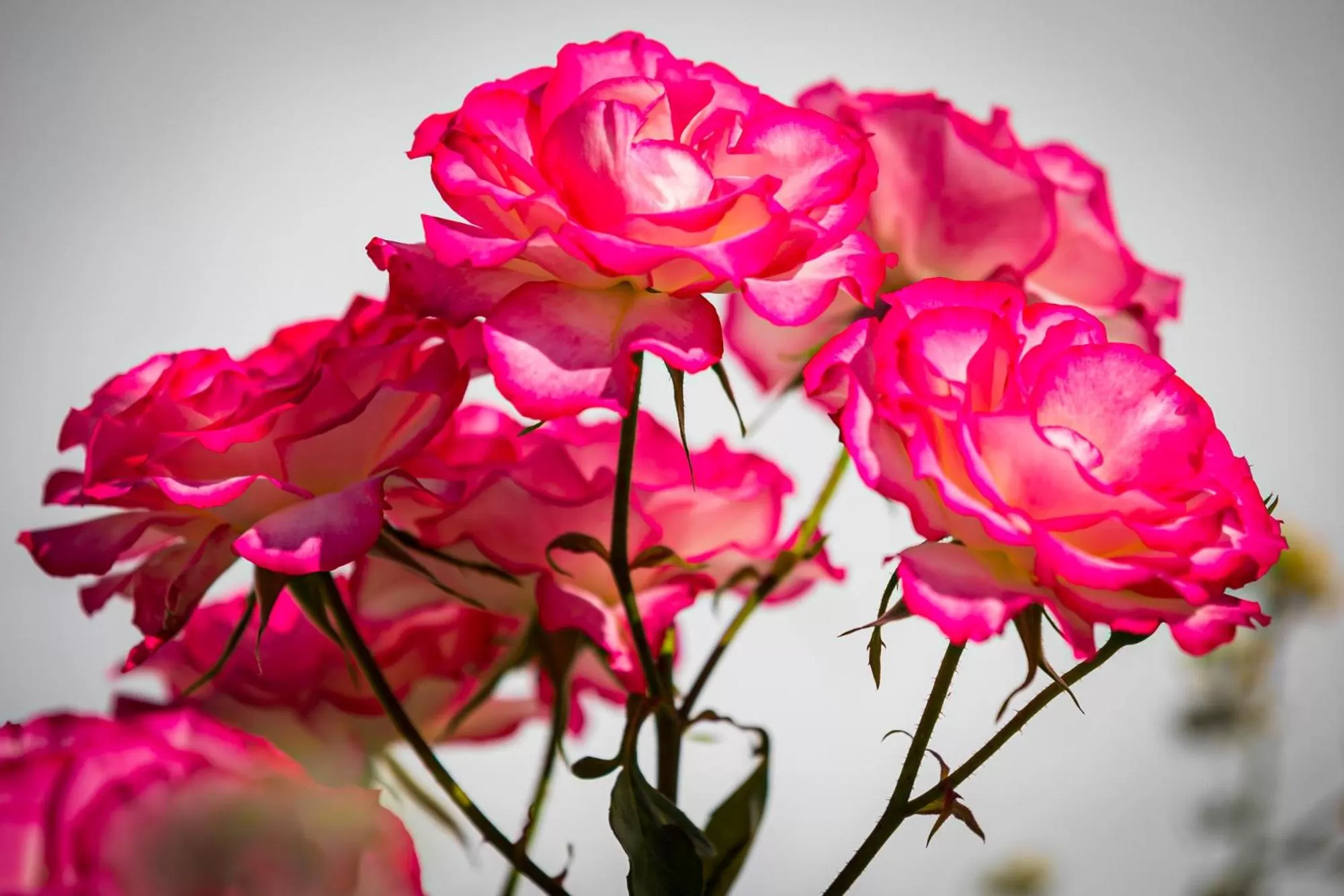 Decorative detail in Quinta do Pé Descalço - Country Guesthouse in Sintra