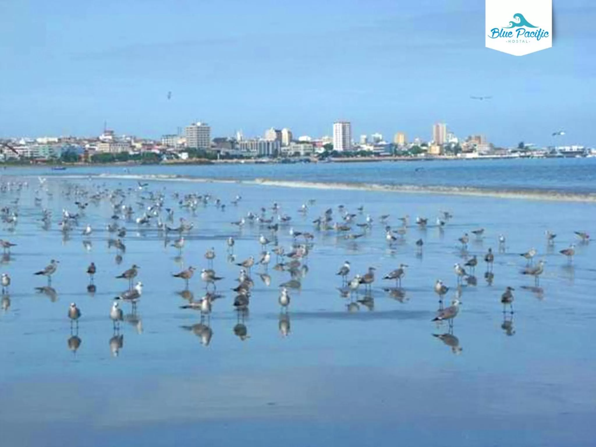 Natural landscape in Hostal Blue Pacific