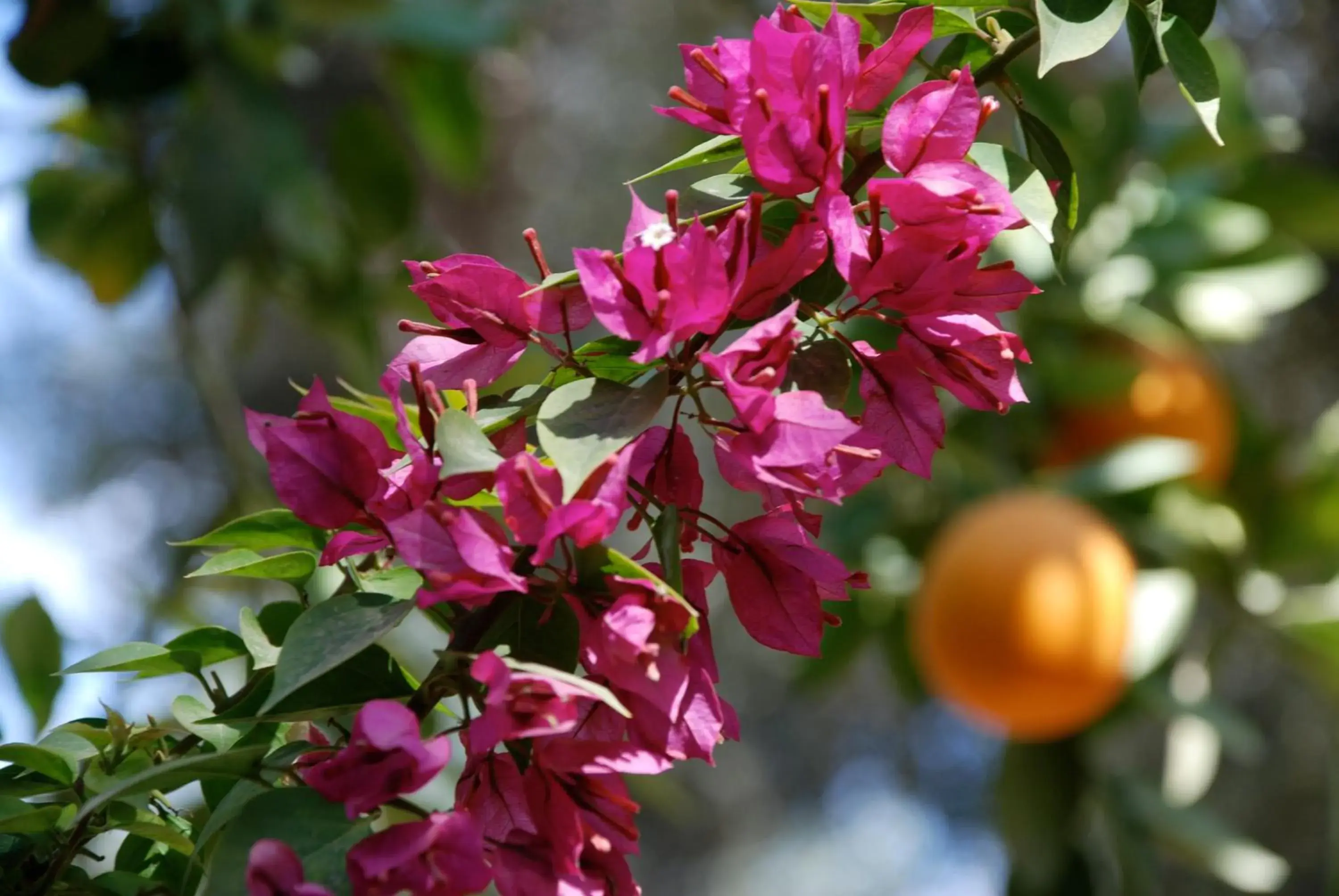 Garden in Hotel Dar Zitoune Taroudant