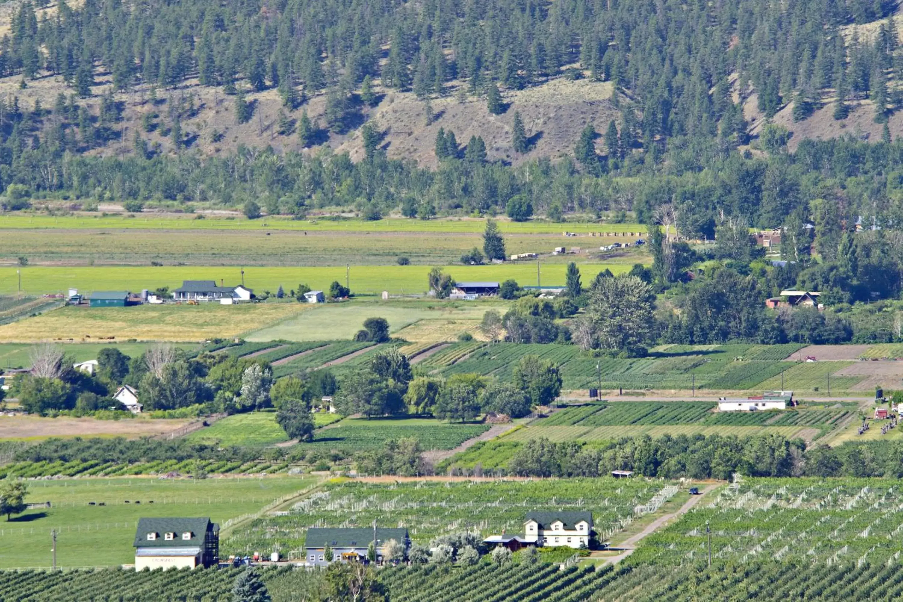 Mountain view, Bird's-eye View in Crowsnest Vineyards Guesthouse