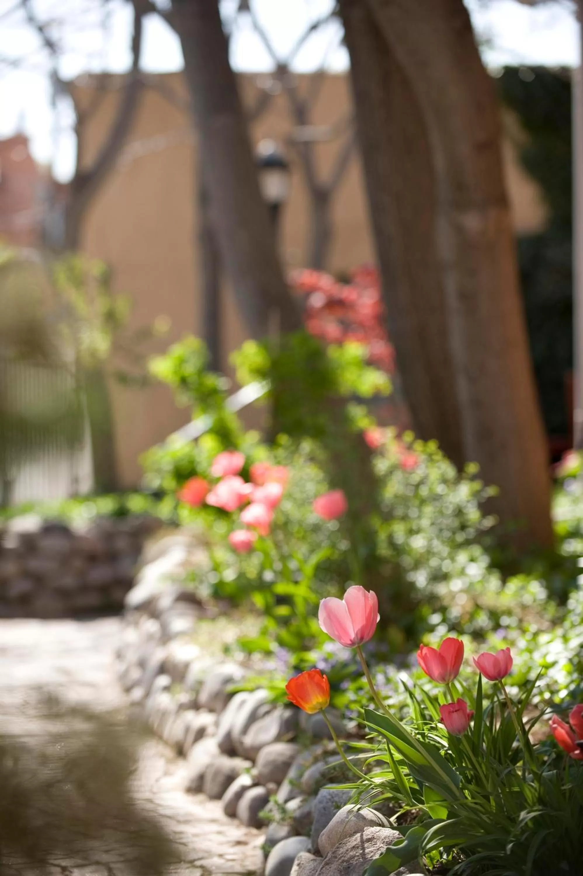 Garden in Las Palomas