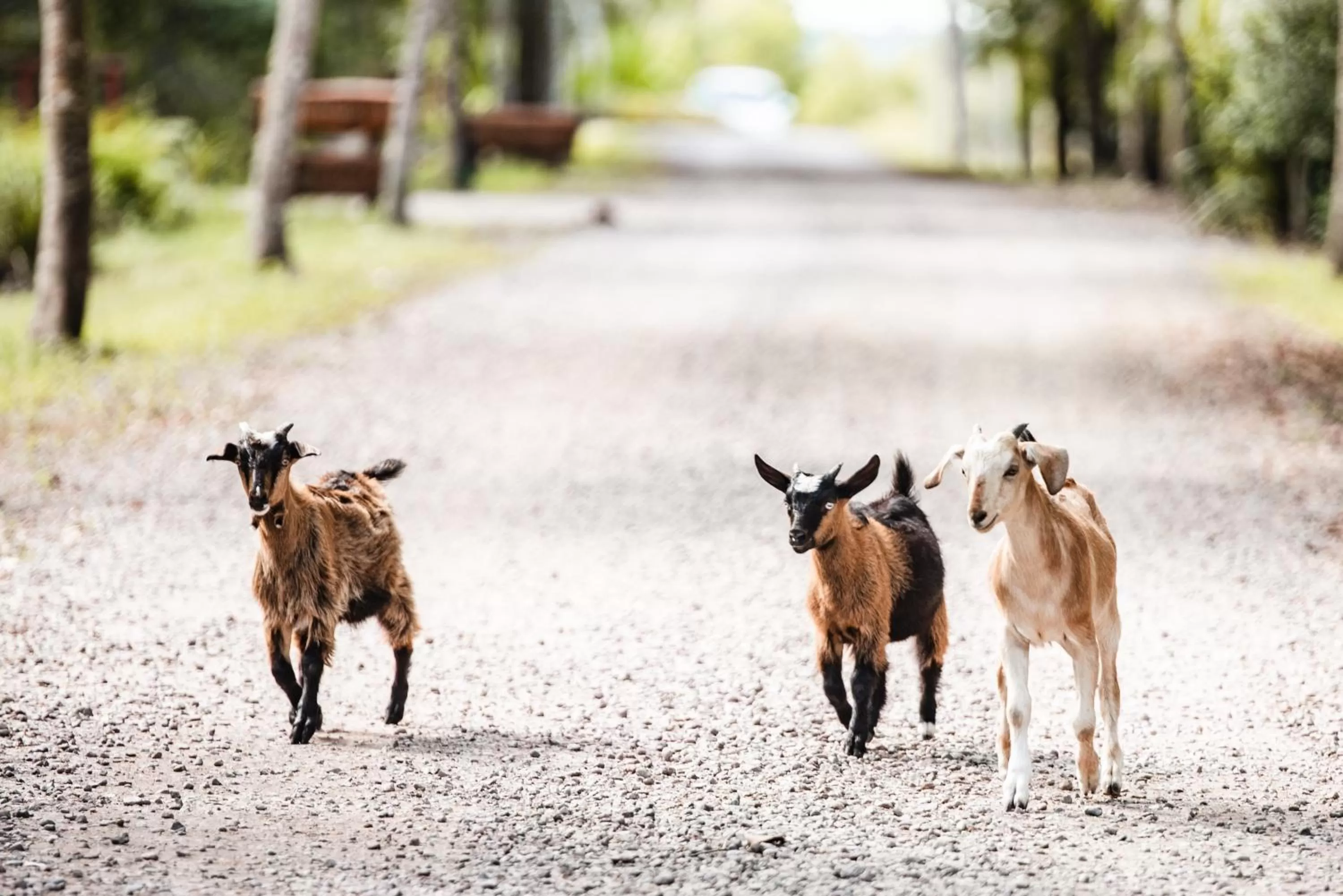 Lake Weyba Cottages Noosa