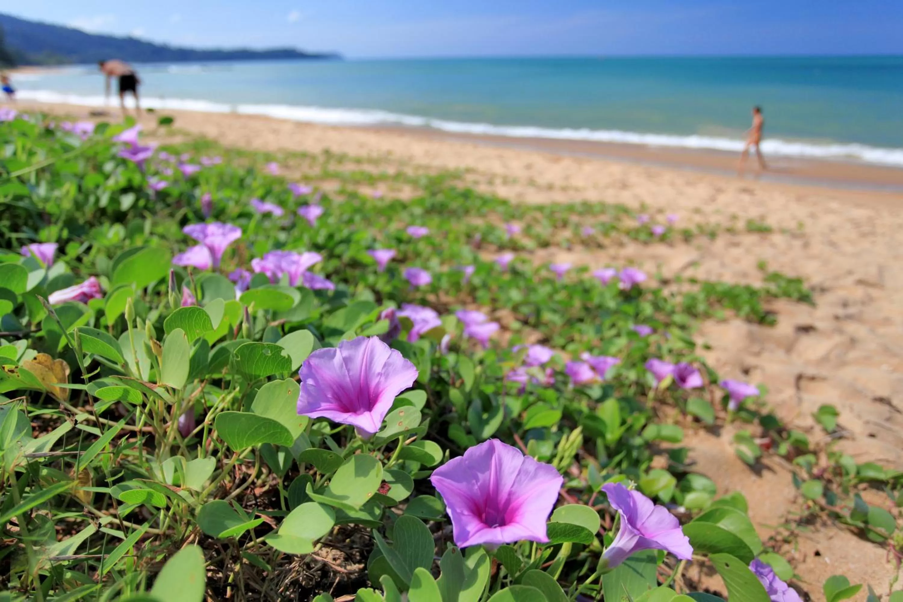 Beach in Ramada Resort by Wyndham Khao Lak