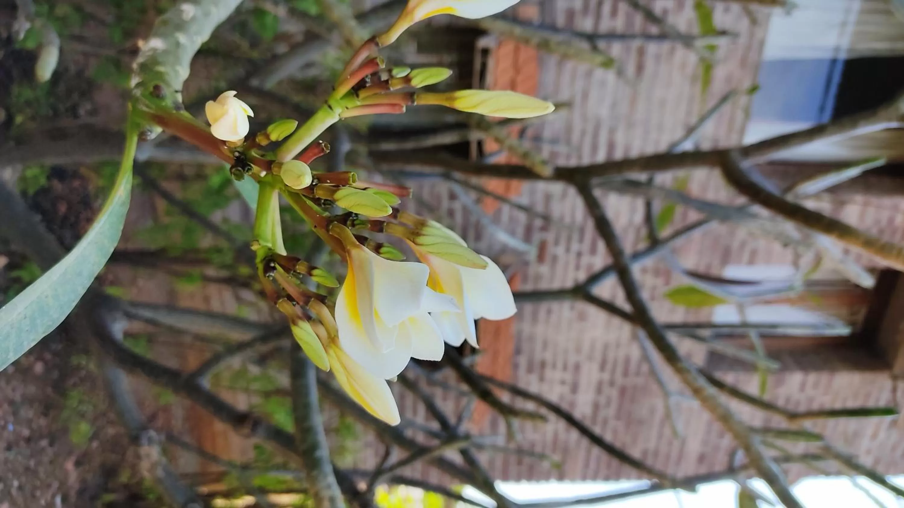 Garden view in Kanthi Resorts Badami