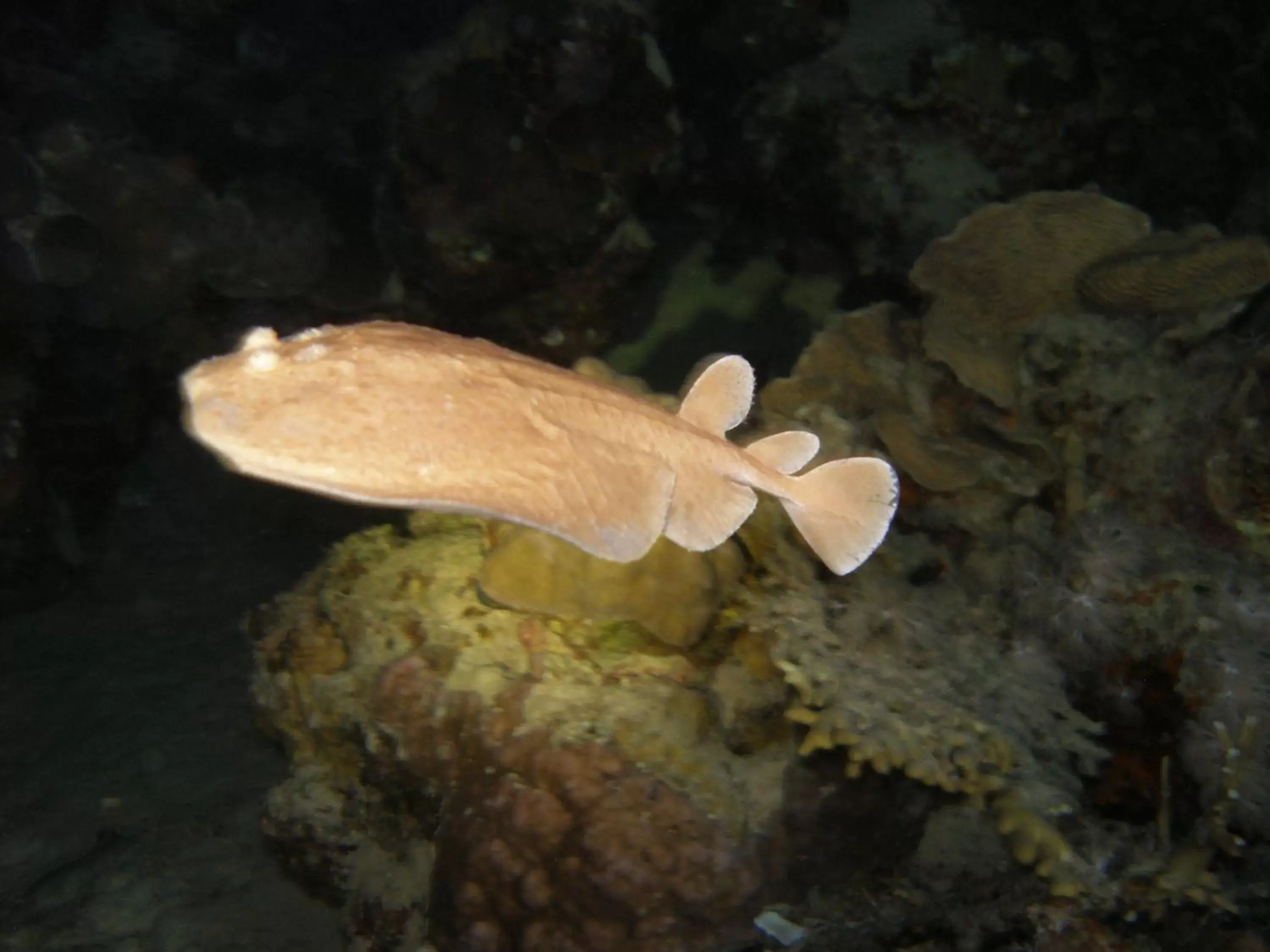 Snorkeling, Other Animals in Coral Sun Beach