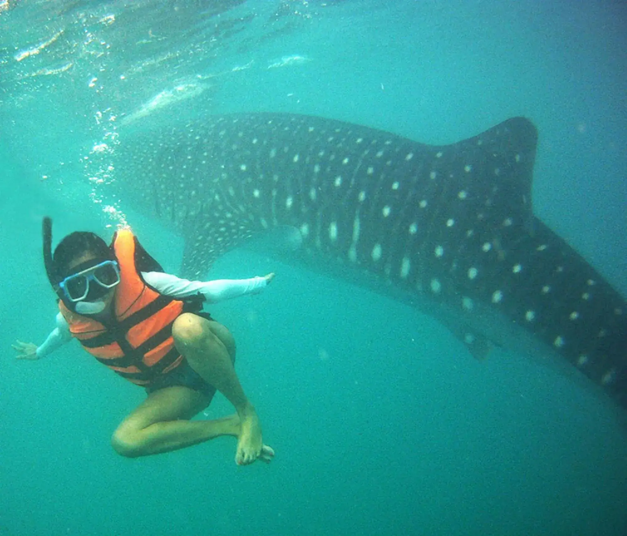 Snorkeling/Diving in Island Front - Bangcogon Resort and Restaurant