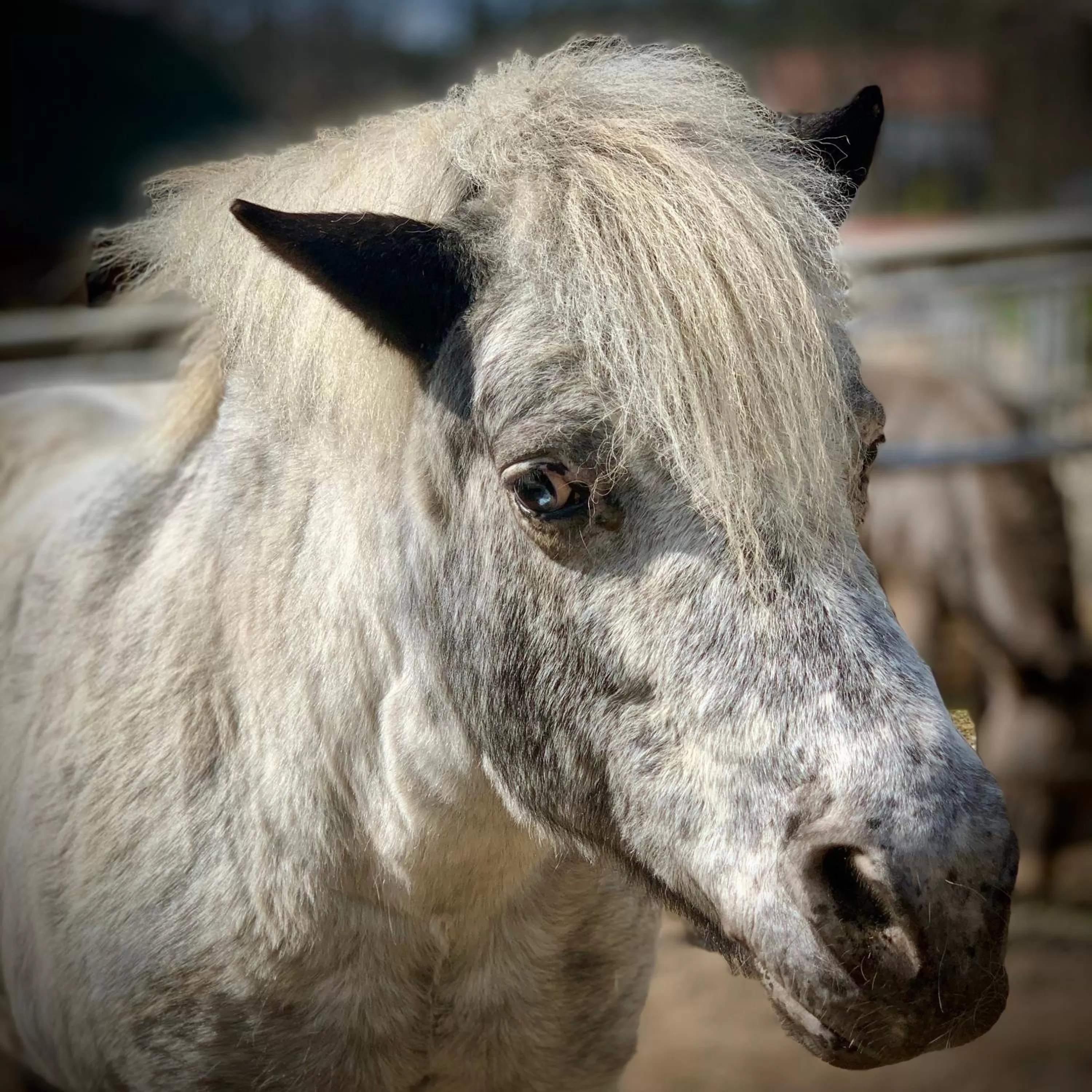 Animals in Ziołowa Dolina