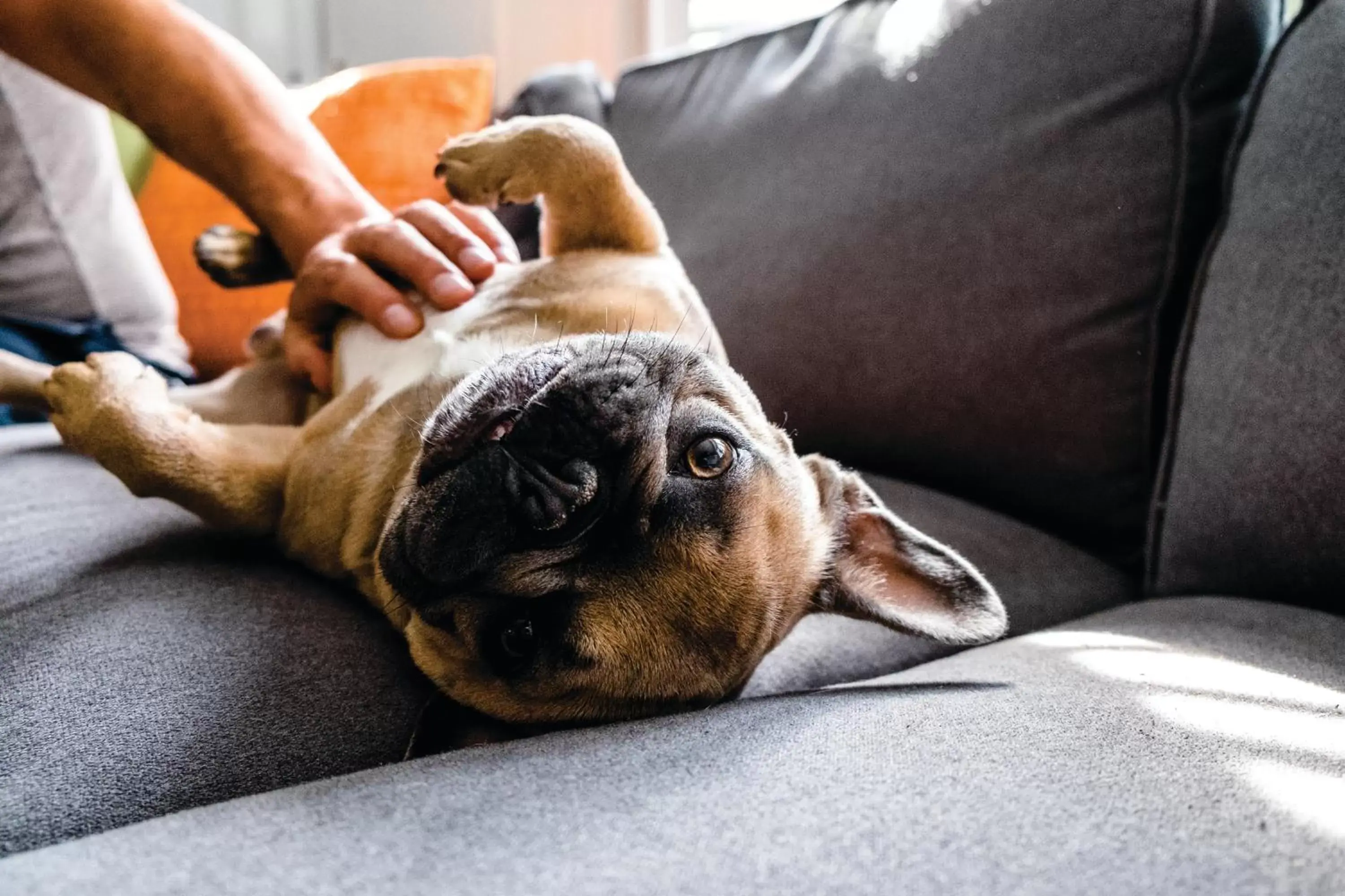 Lobby or reception, Pets in Staybridge Suites Silicon Valley - Milpitas, an IHG Hotel