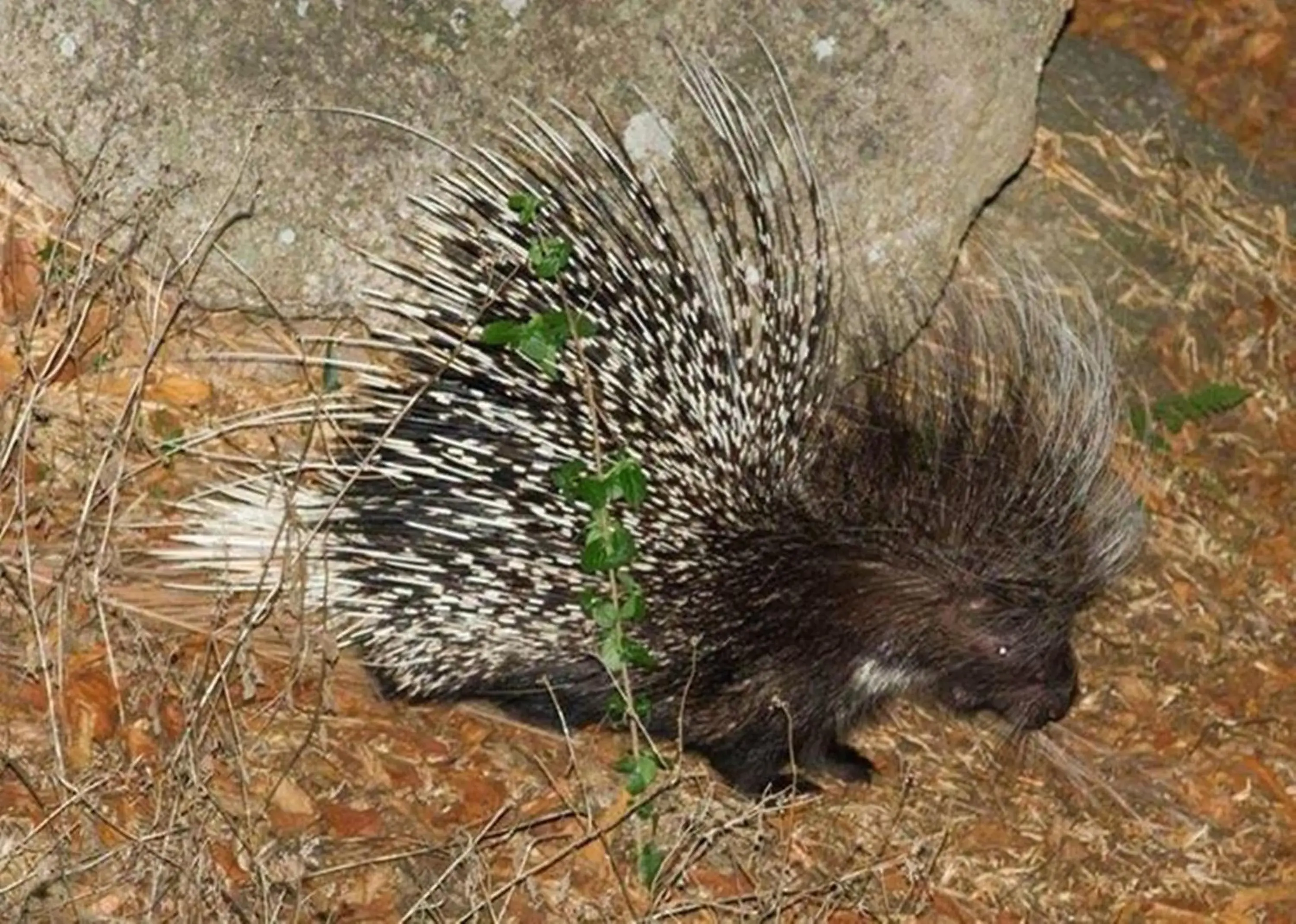 Other, Other Animals in Utopia in Africa Guest Villa