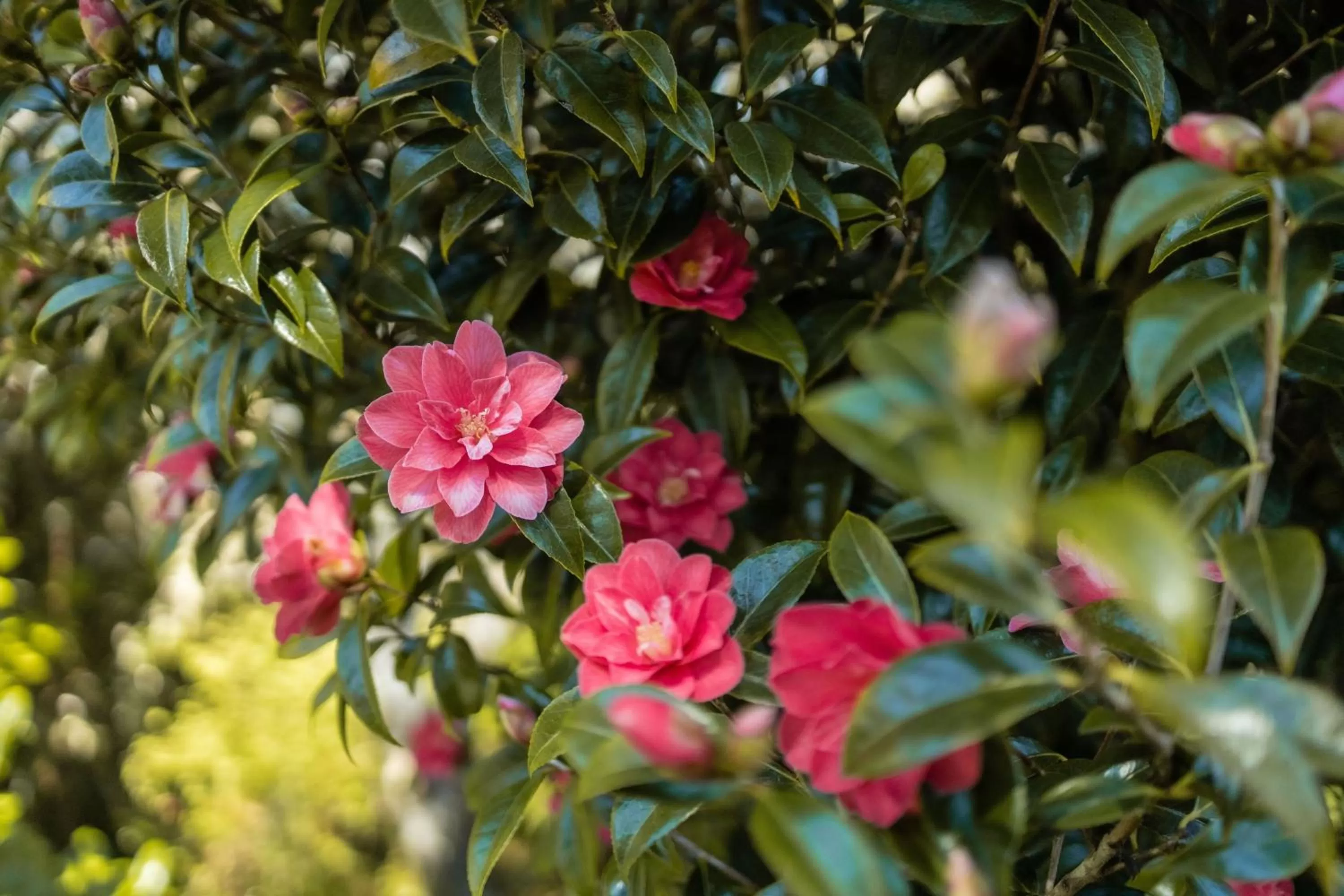Garden in The Shoreline Tofino