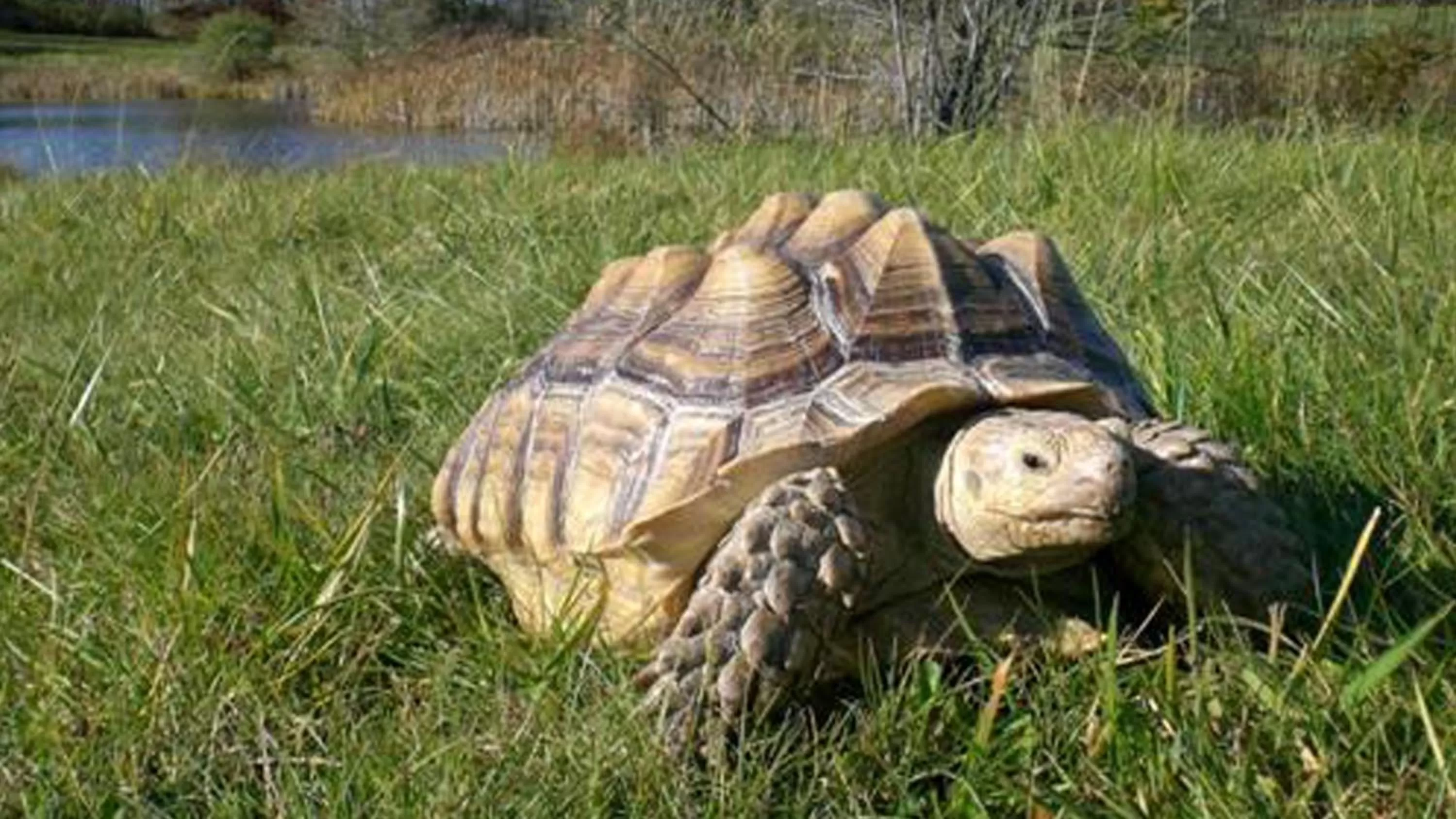Nearby landmark in Clarion Inn Elmira-Horseheads