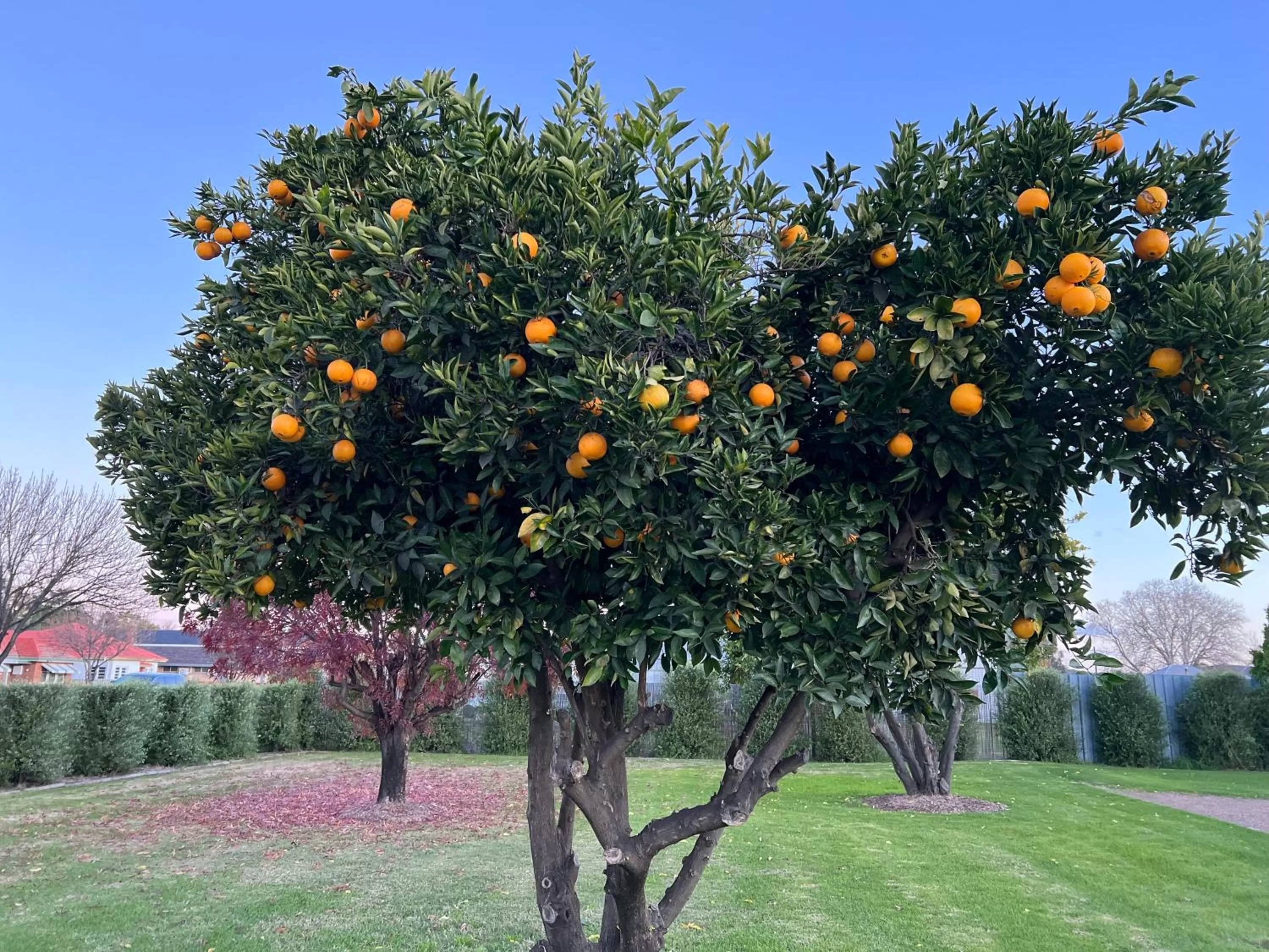 Garden in Bridge Motel Wellington