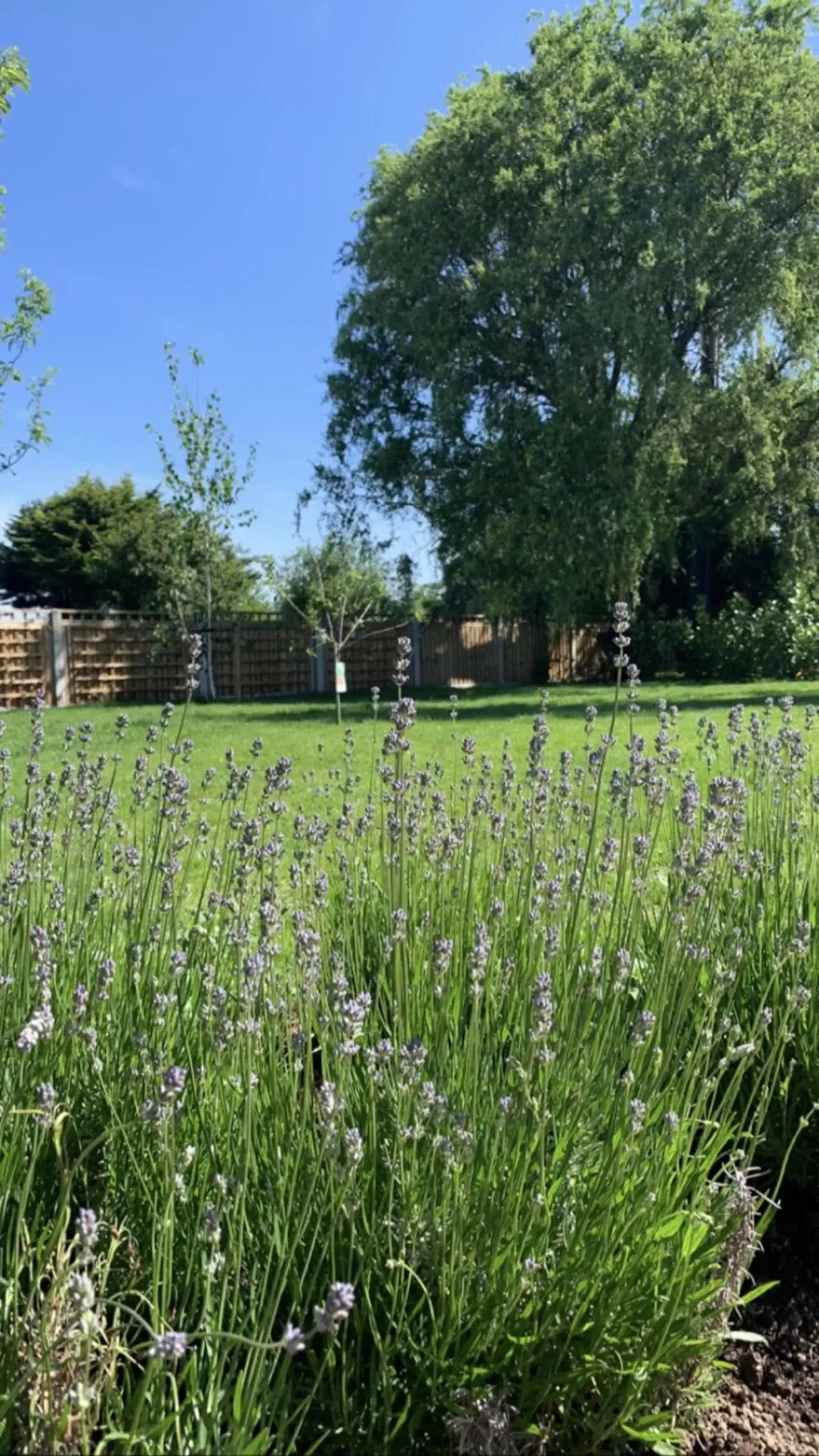 Garden in The Kings Arms