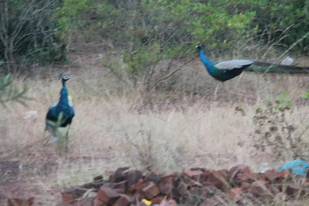 Other Animals in Chettinadu Mansion – An Authentic Heritage Palace