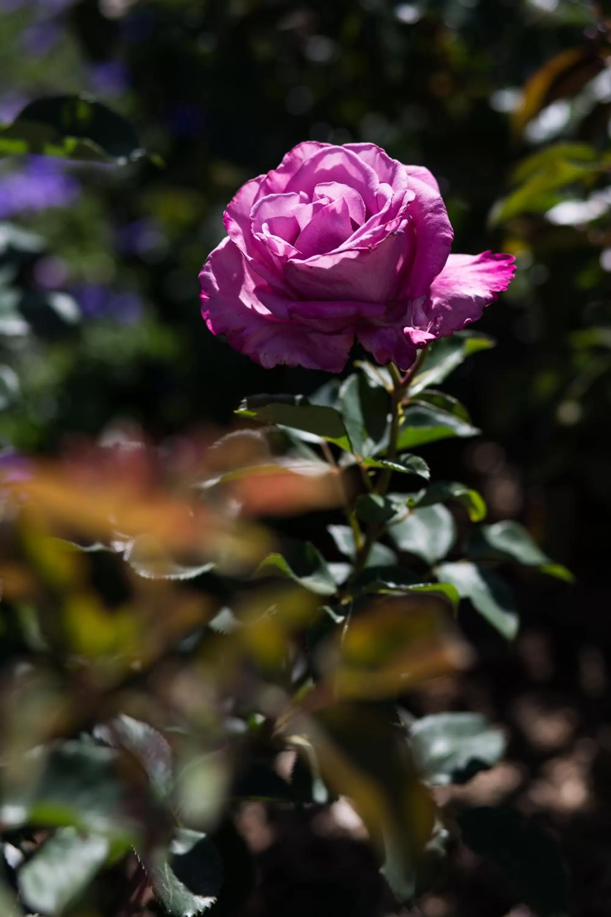 Garden in Willows Motel