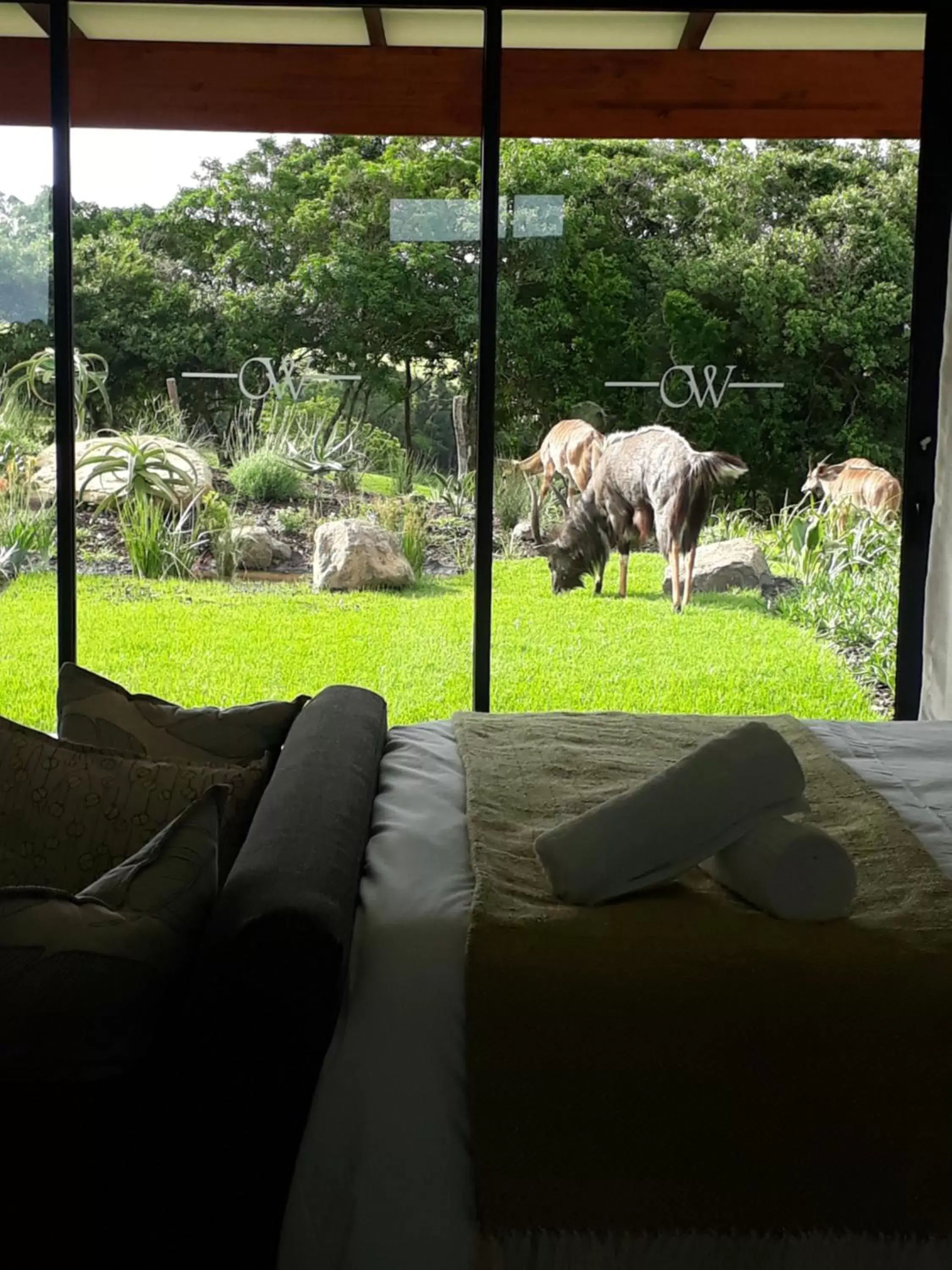 Animals in Hotel Olivewood