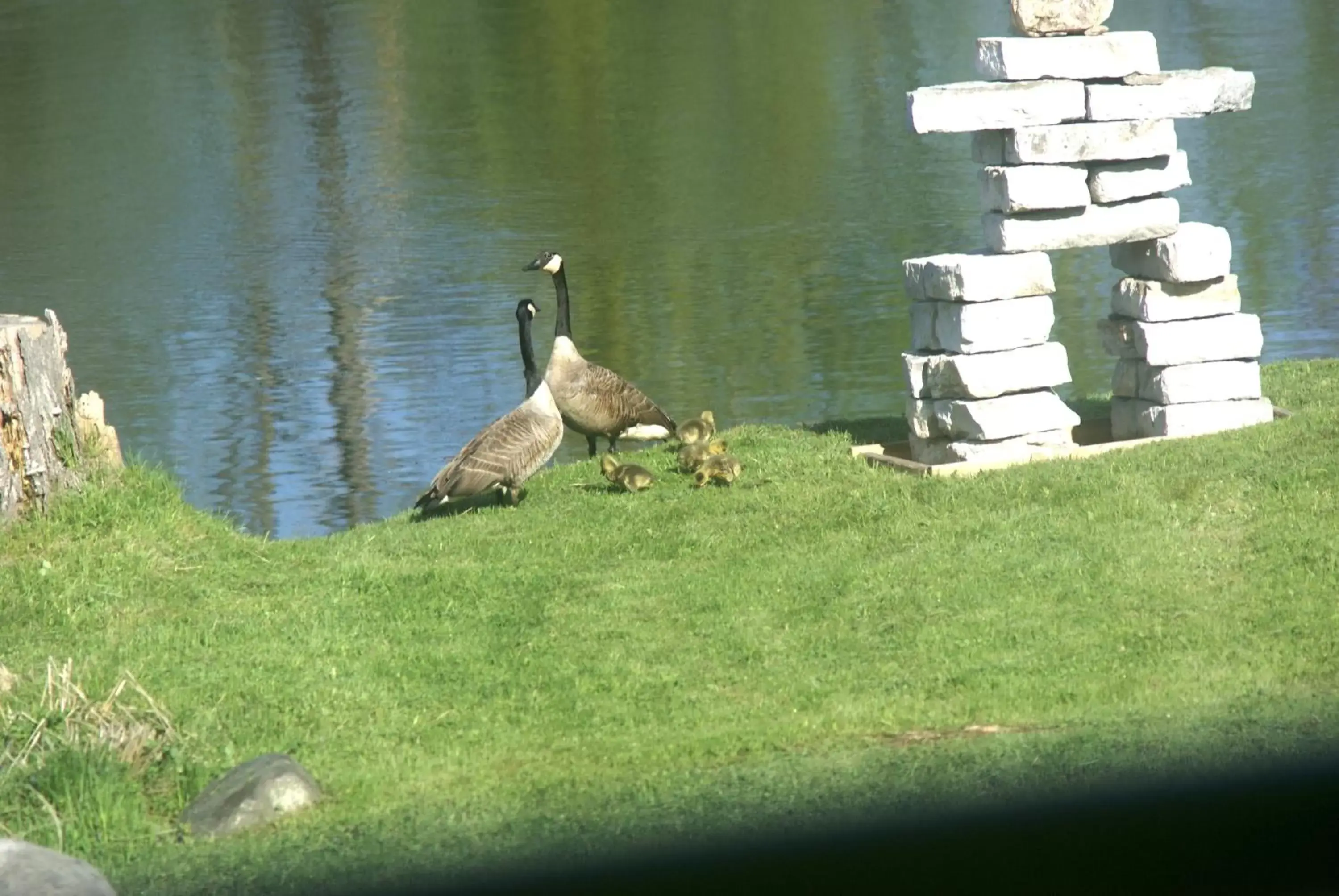 Animals, Other Animals in Liftlock Guest House