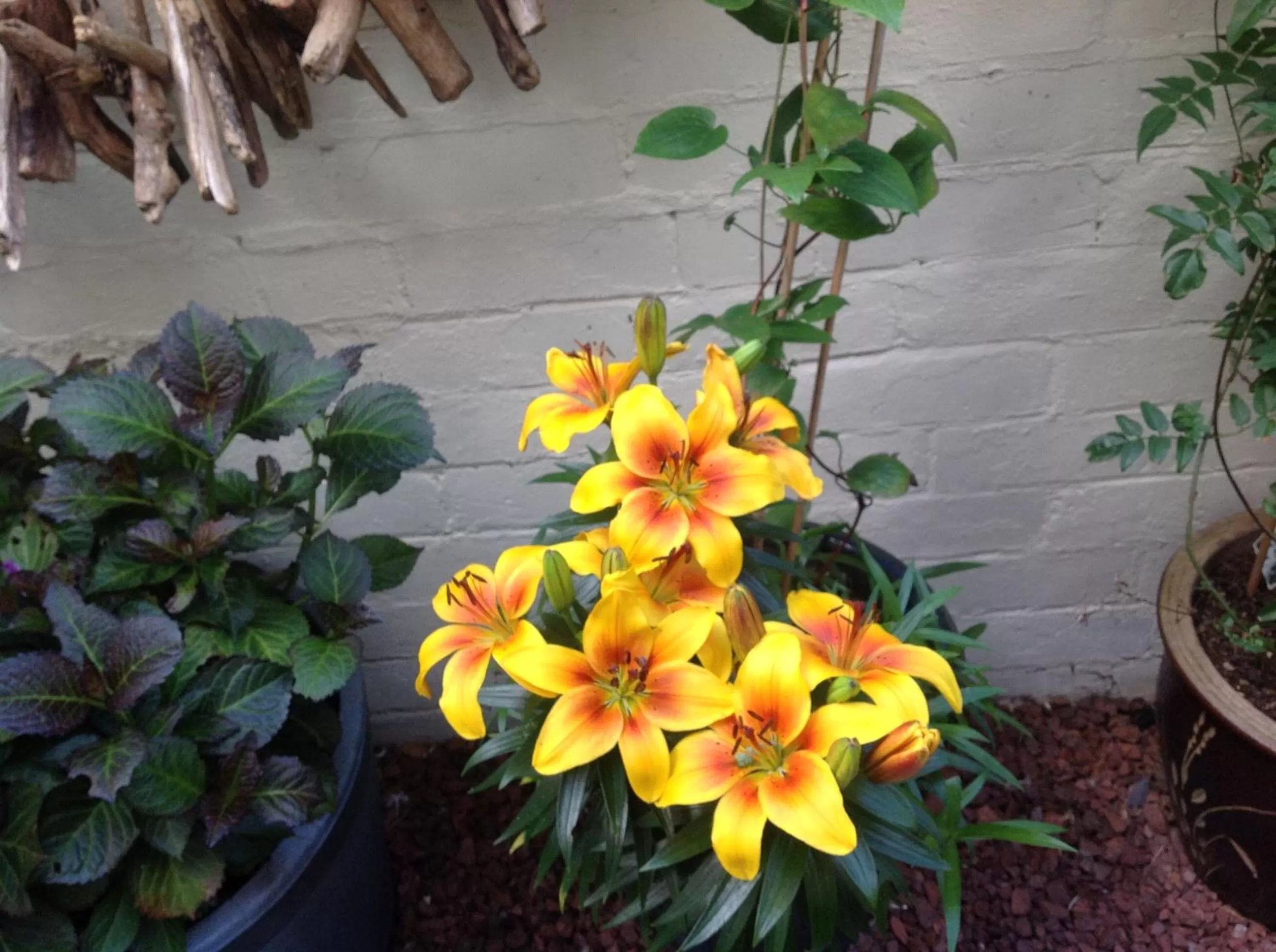 Garden in Heathfield Bed and Breakfast