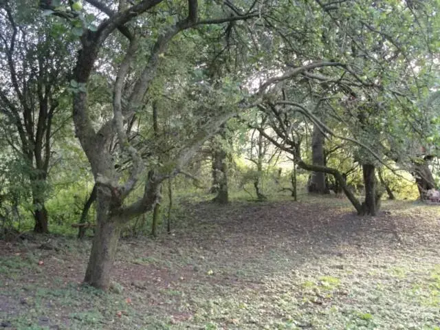 Natural landscape, Garden in Newsham Grange Farm