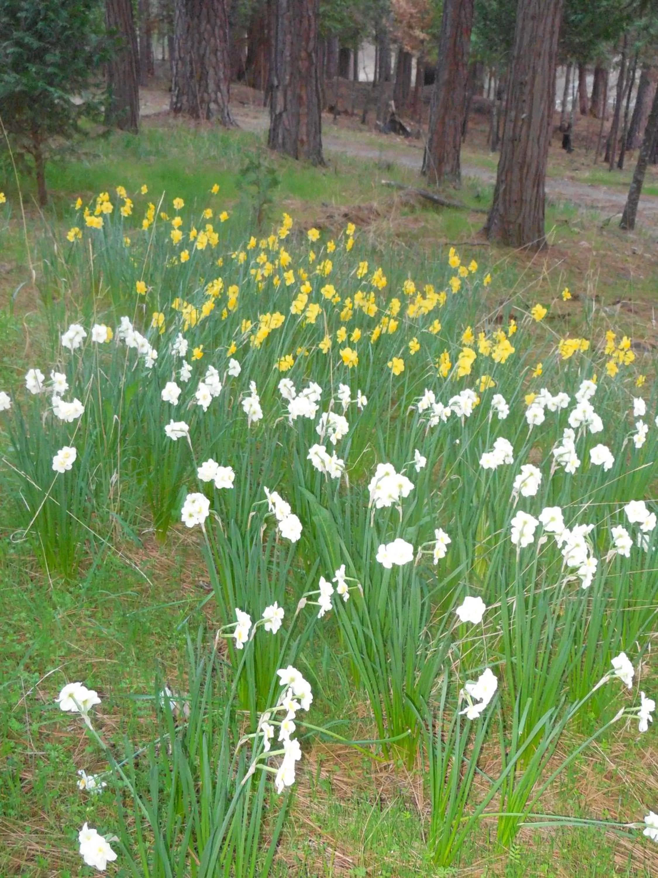 Property building, Garden in Yosemite Paradise Inn