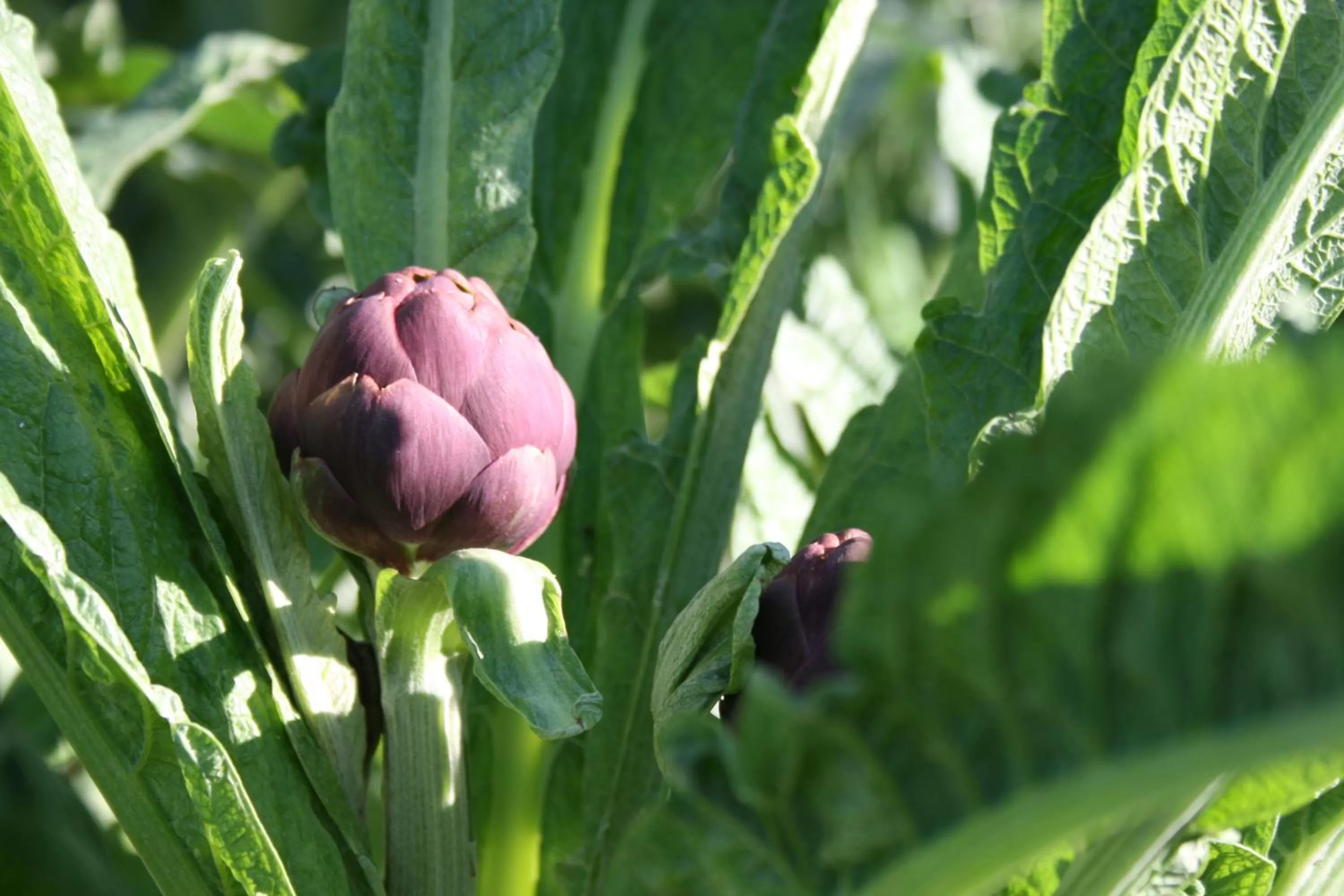 Other, Other Animals in B&B Il Giardino di Gabri