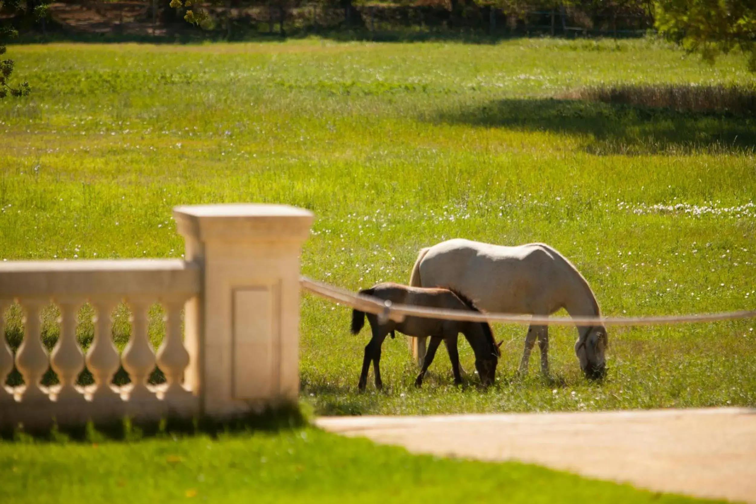 Garden, Other Animals in Domaine de Biar