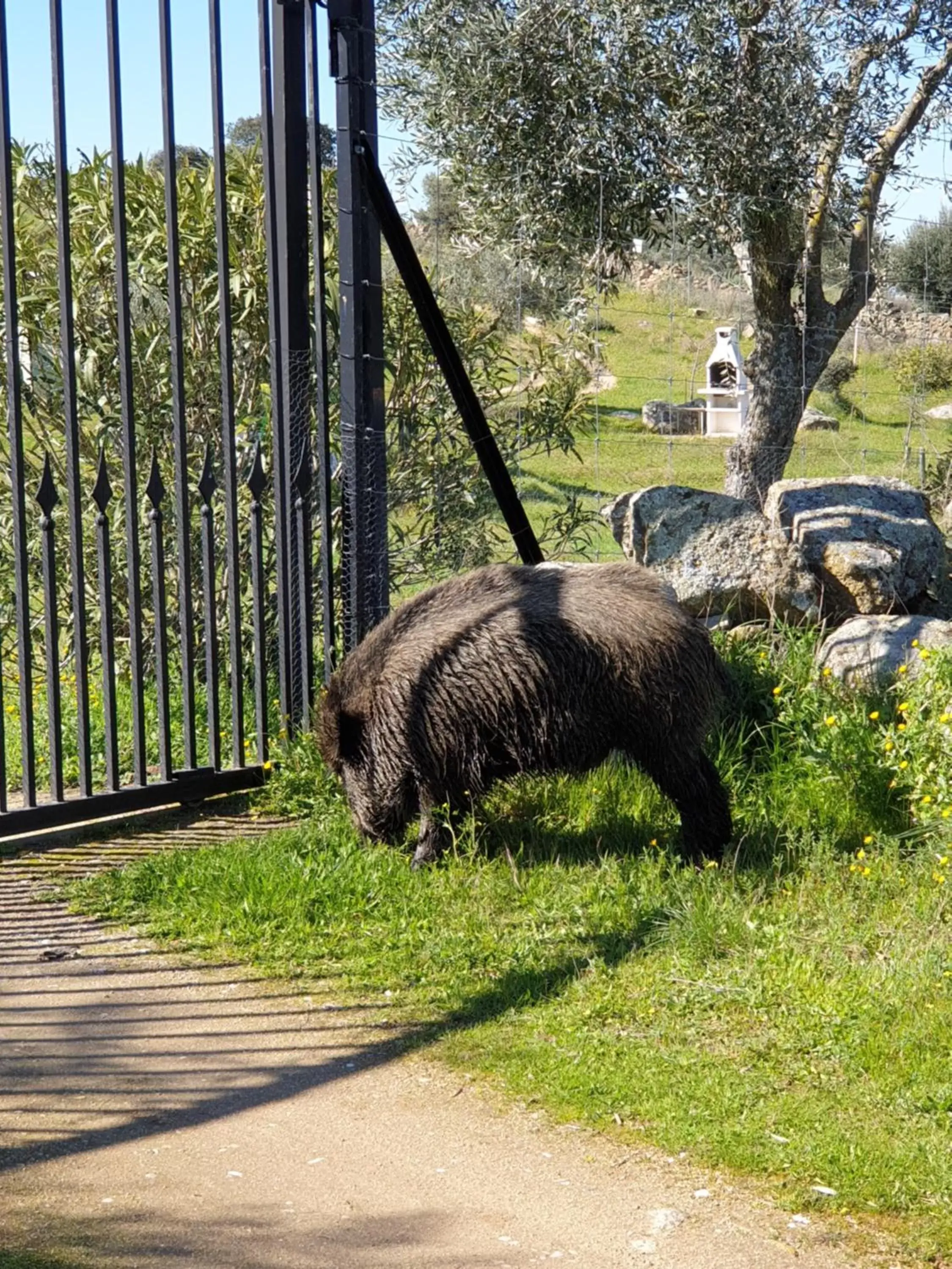 Other Animals in El Huésped del Sevillano AR