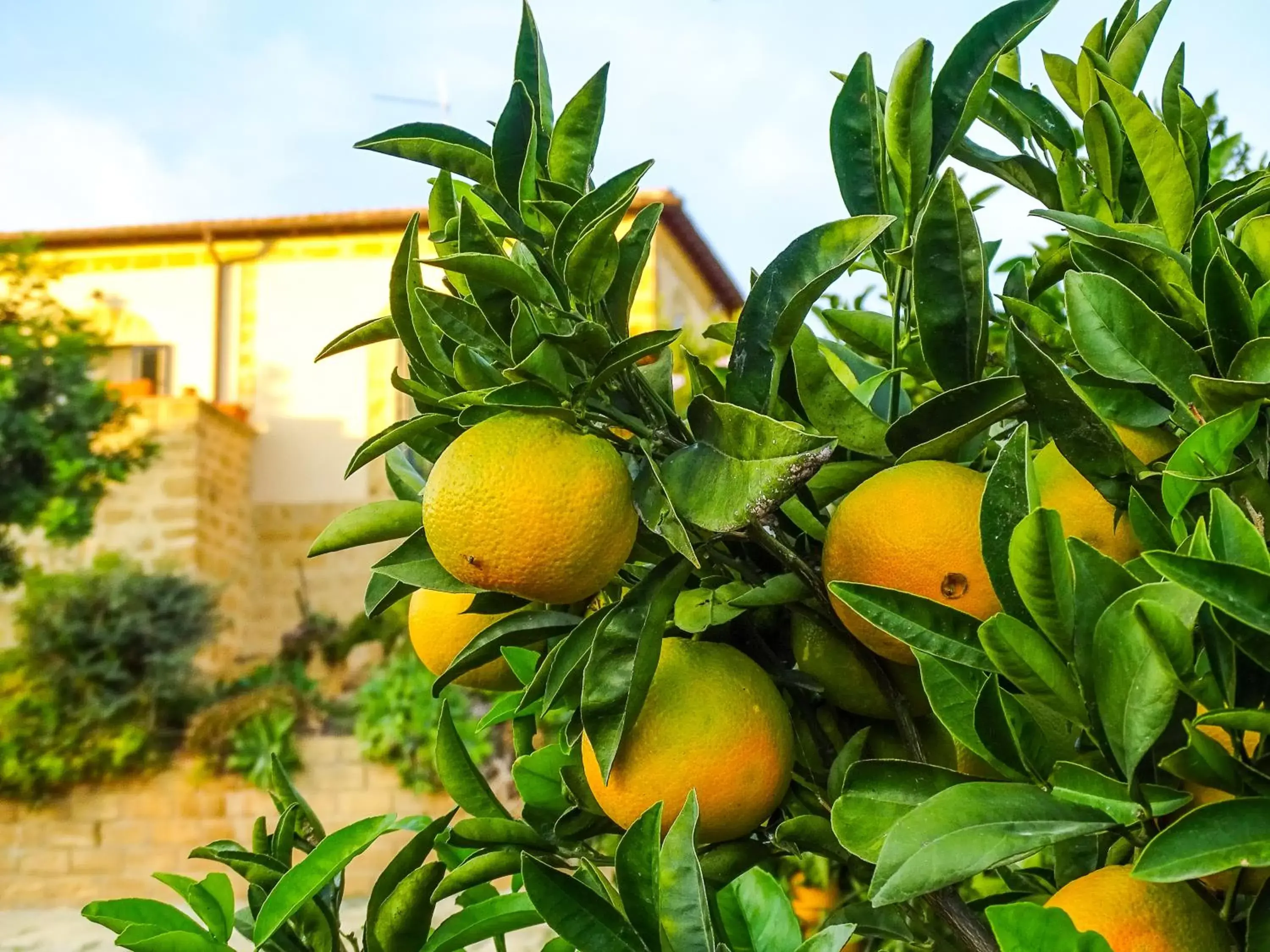 Garden in Villa La Lumia B&B Suites & Apartments