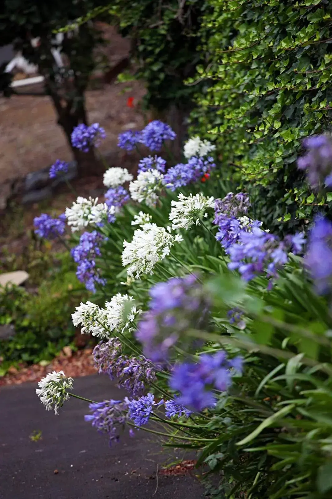 Street view, Garden in Parnell Pines Hotel