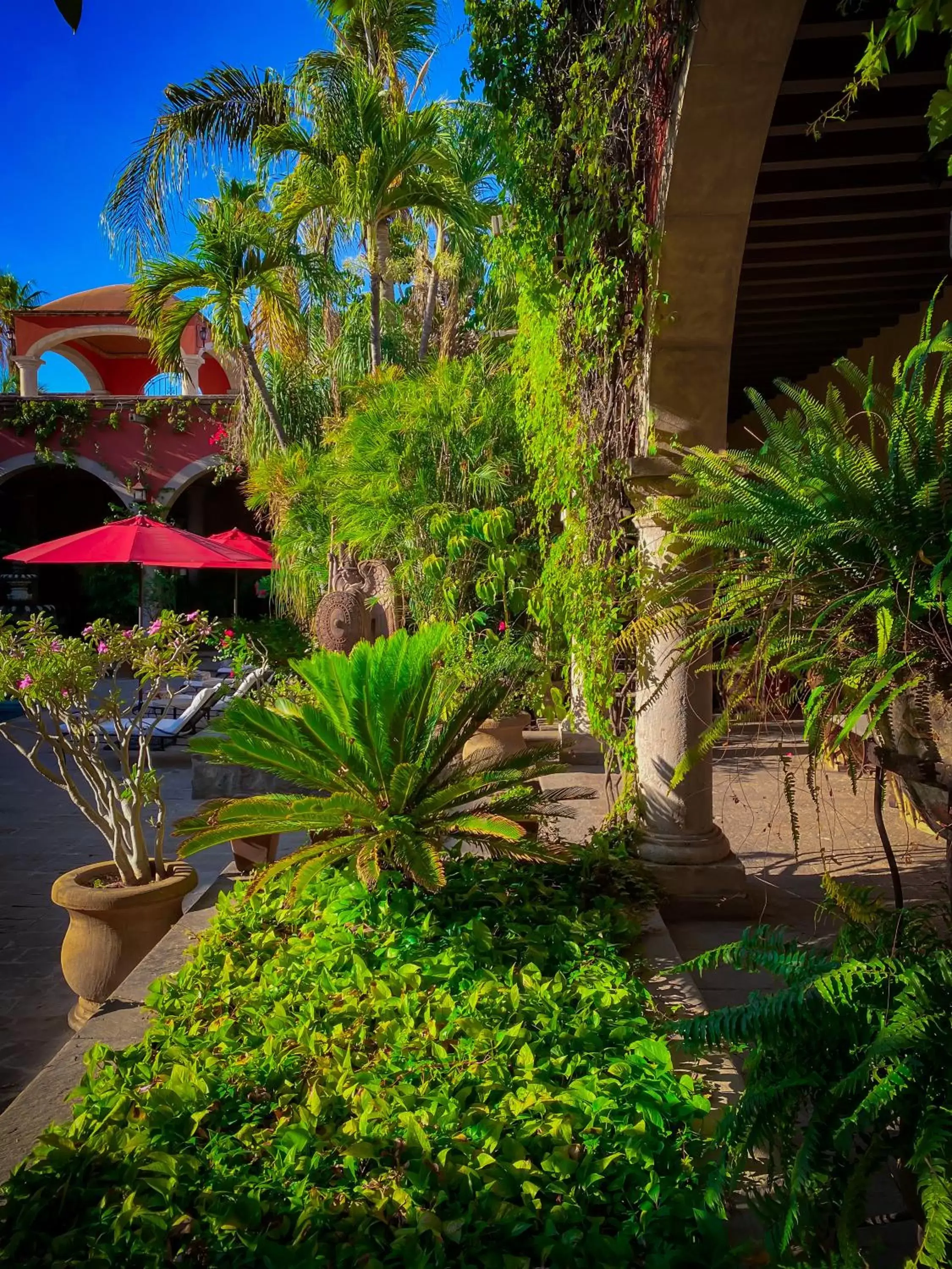 Garden in Hacienda de los Santos