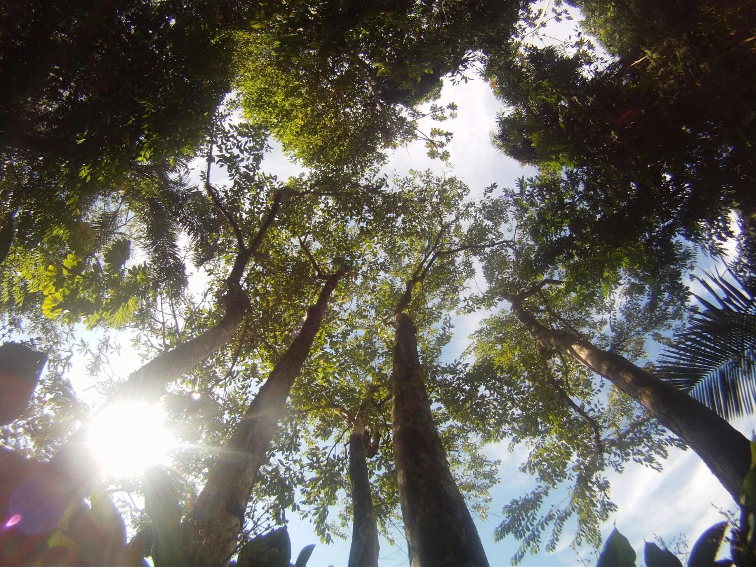 Garden in Hotel Coquille