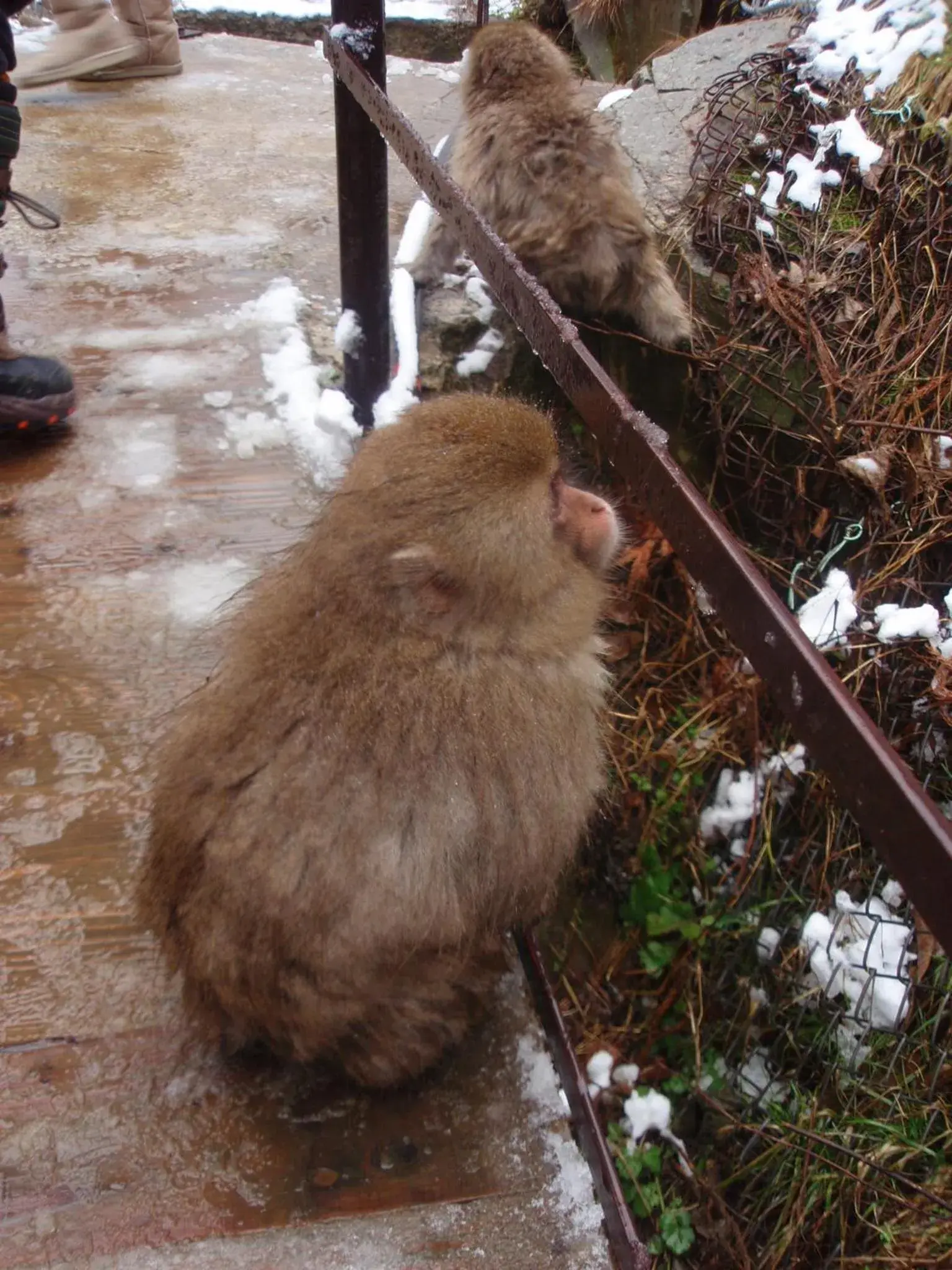 Other, Other Animals in Shibu Onsen Sakaeya