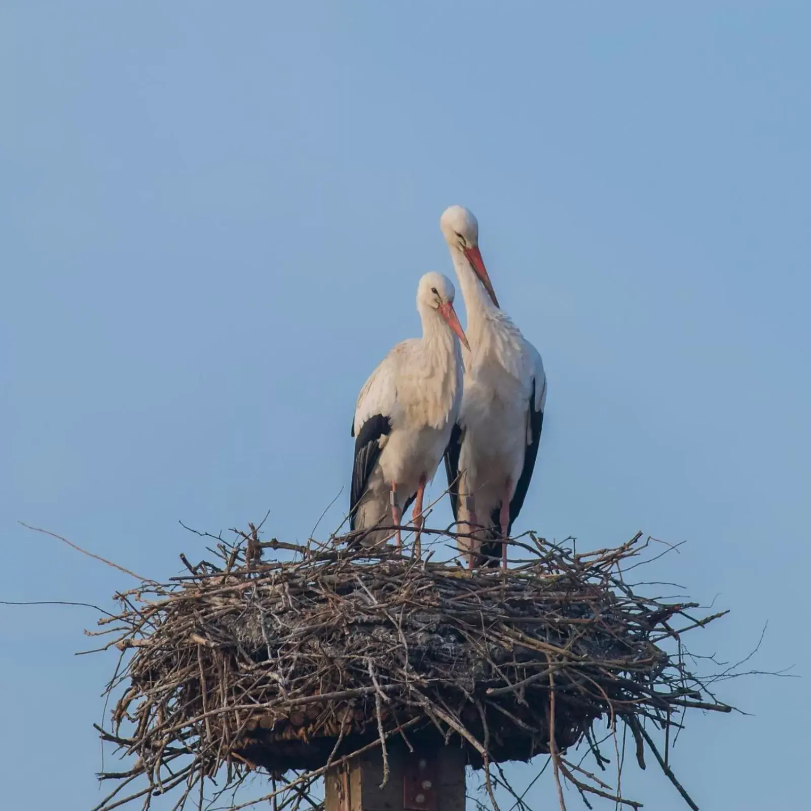 Other Animals in Bed & Breakfast de Neust