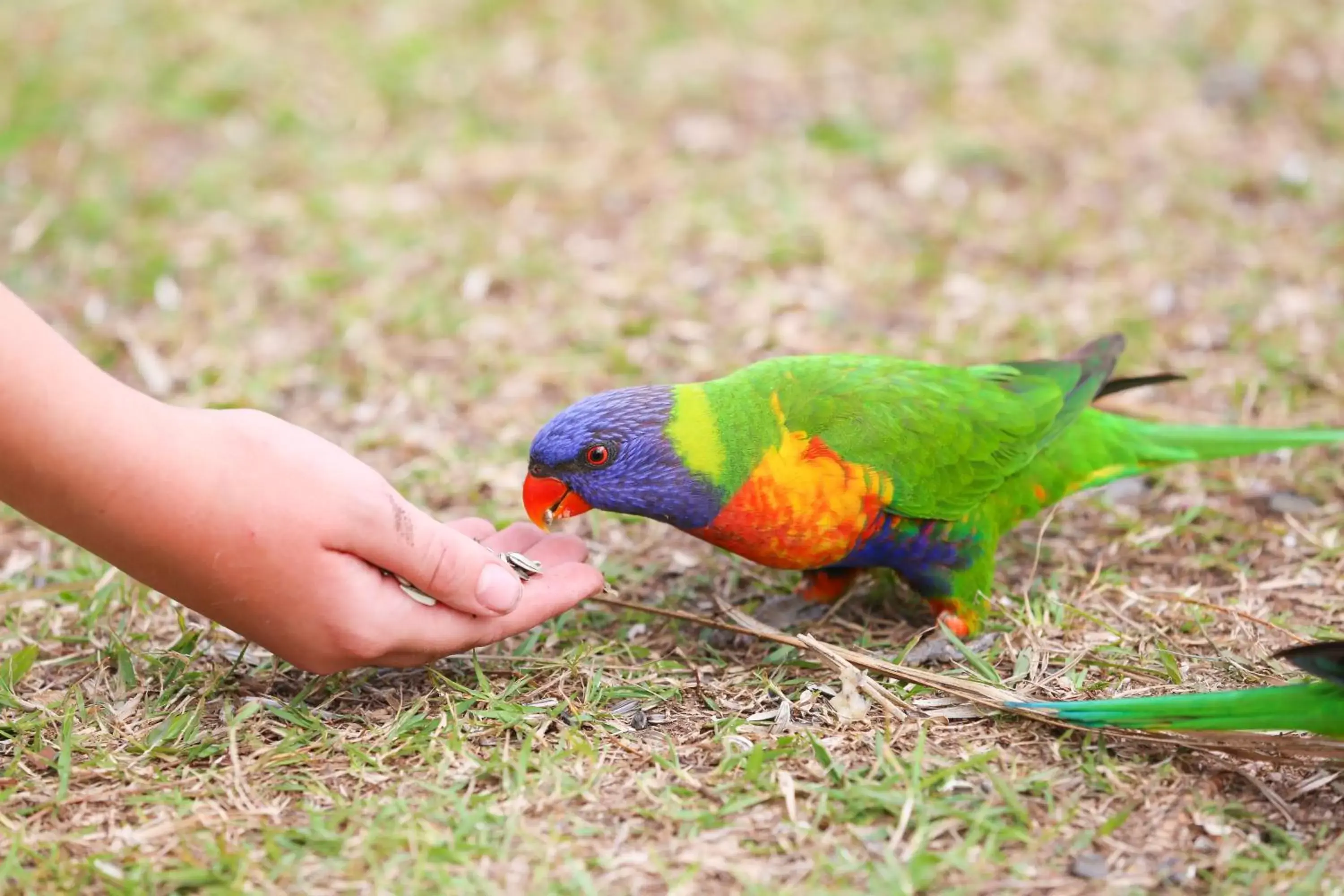 Animals, Other Animals in Esk Caravan Park & Rail Trail Motel