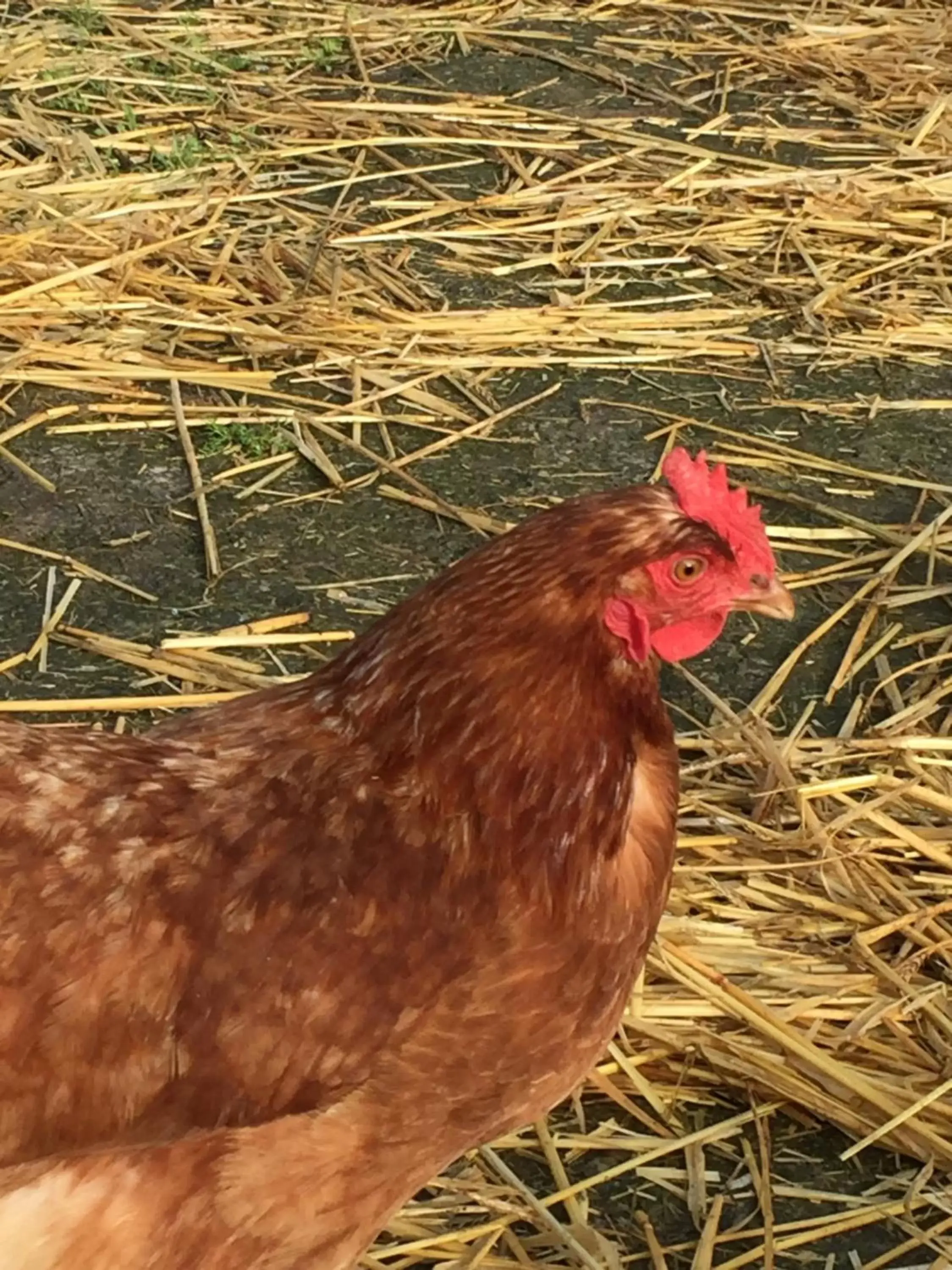 Animals, Other Animals in Church Farm