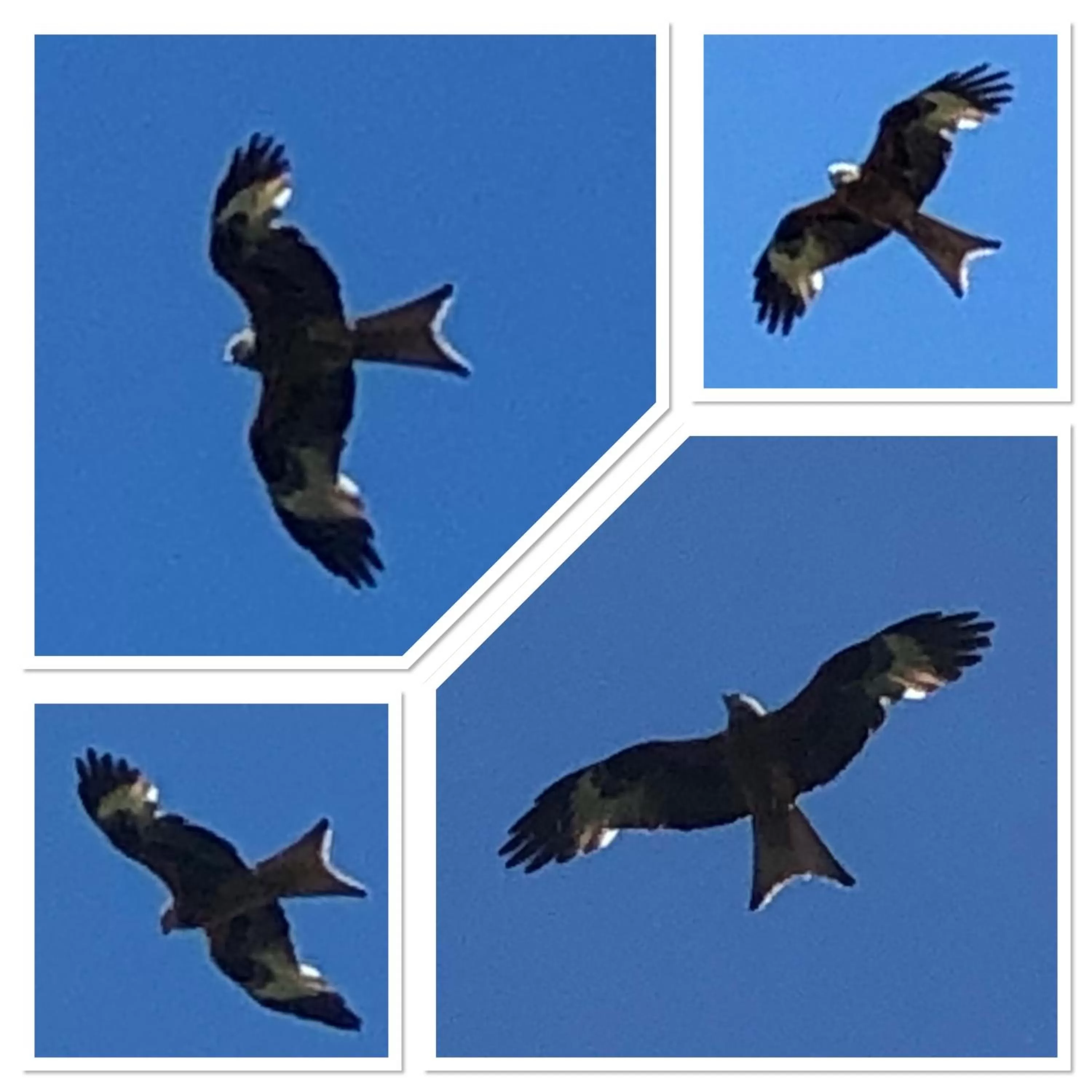 Animals in West View Lodge