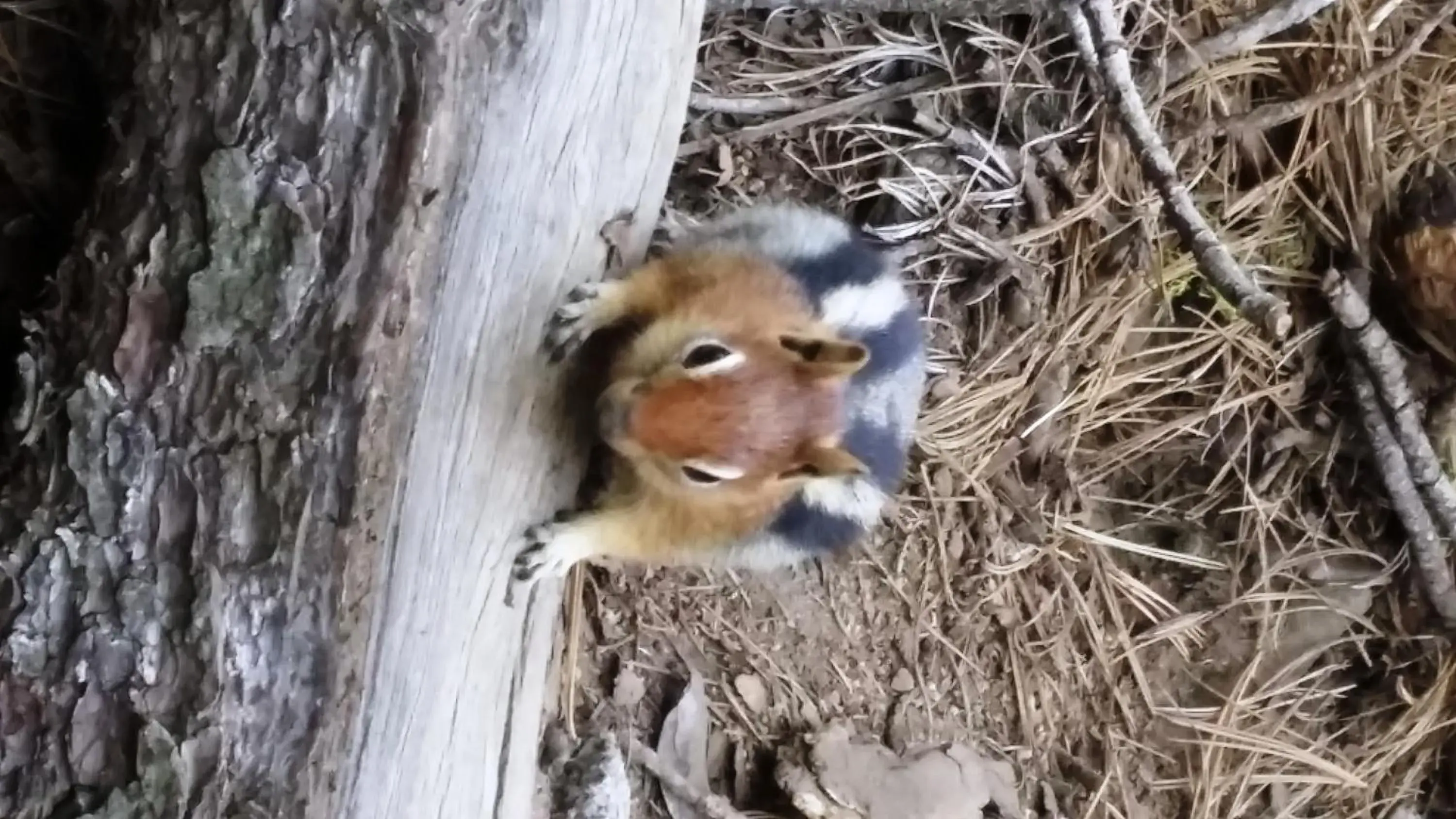 Spring, Other Animals in The River Inn