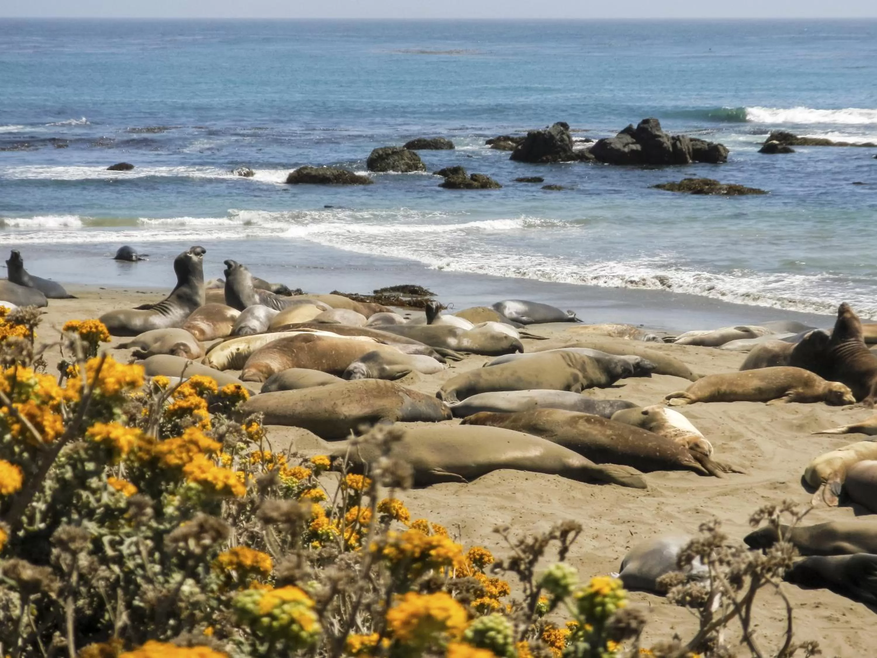 Animals in Inn at San Luis Obispo