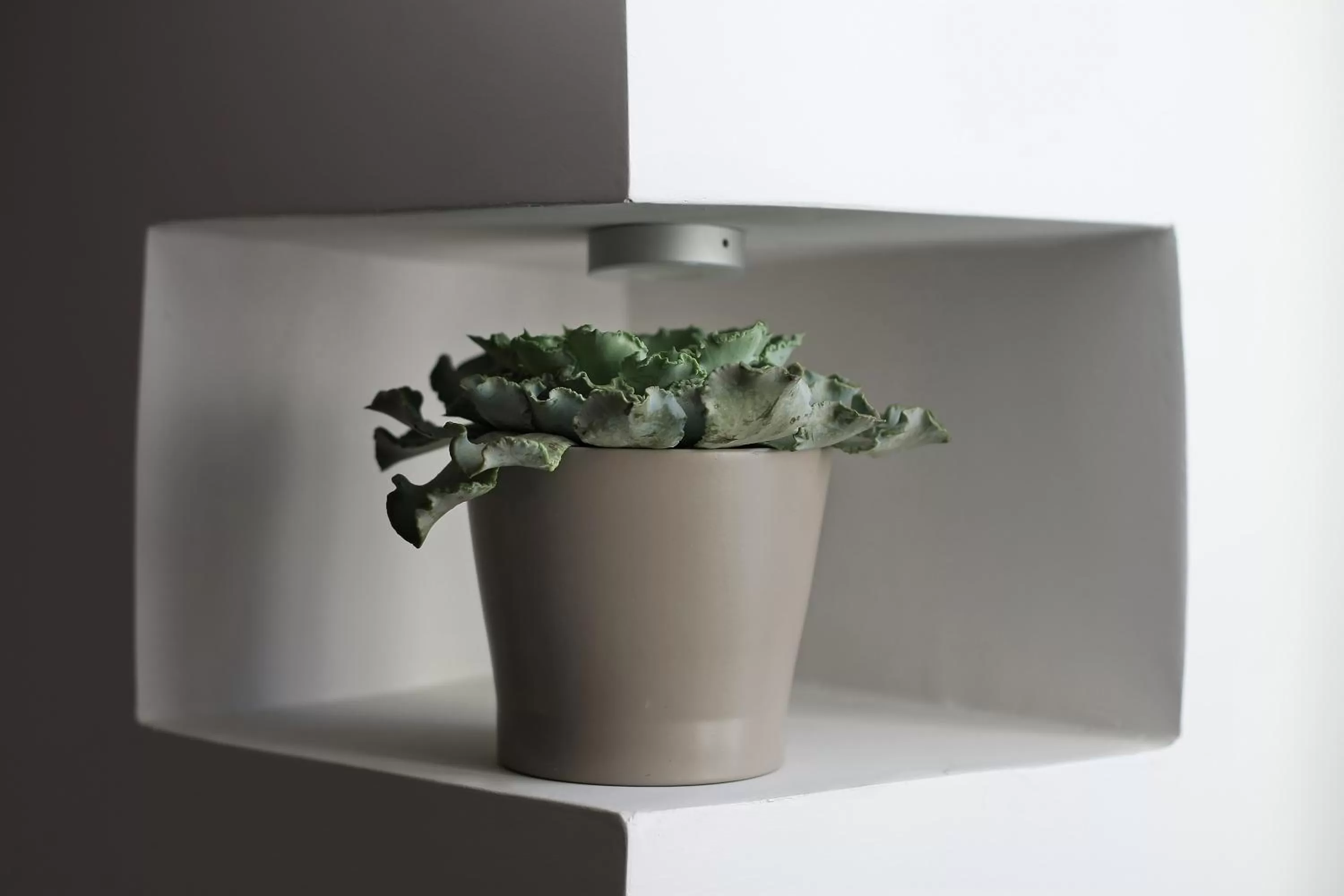 Decorative detail in Vibe Nazionale