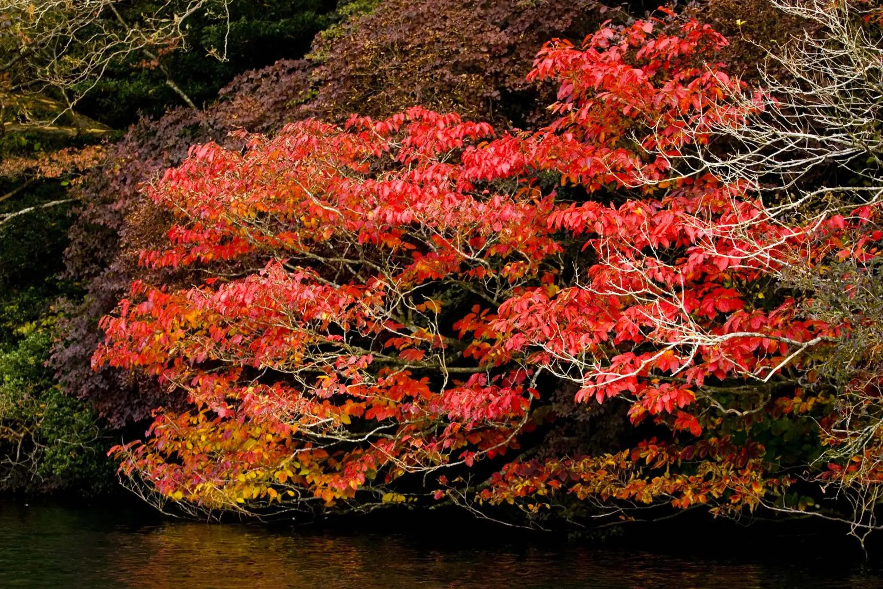 Natural landscape in Hakone Hotel